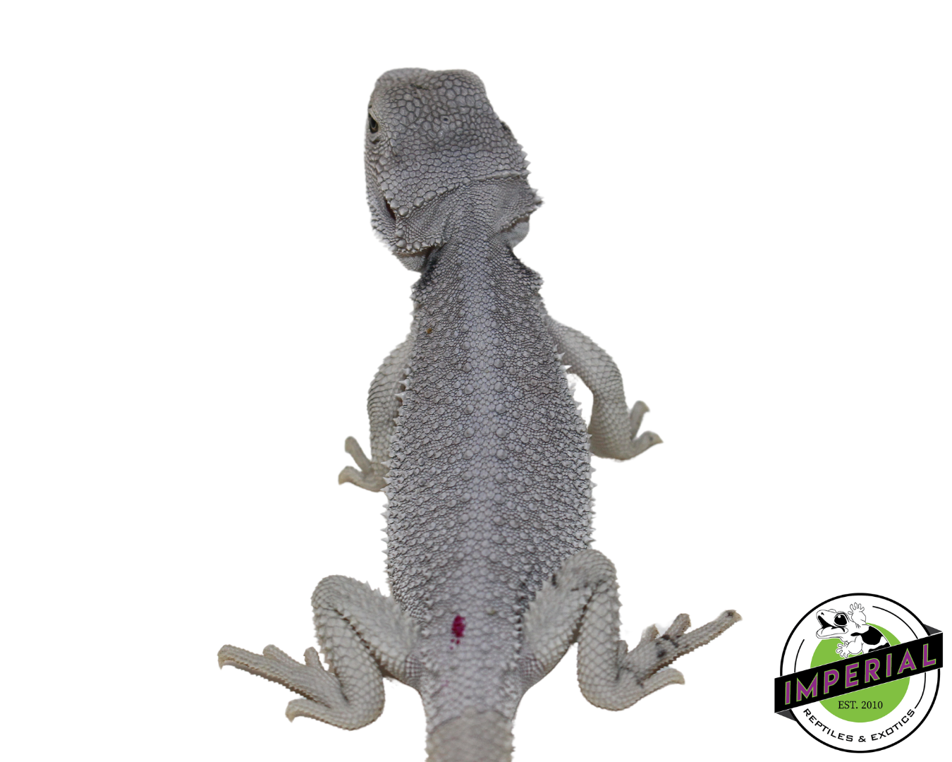 "Blizzard" Hypo Zero Bearded Dragon Male (#111424-01) — image 3