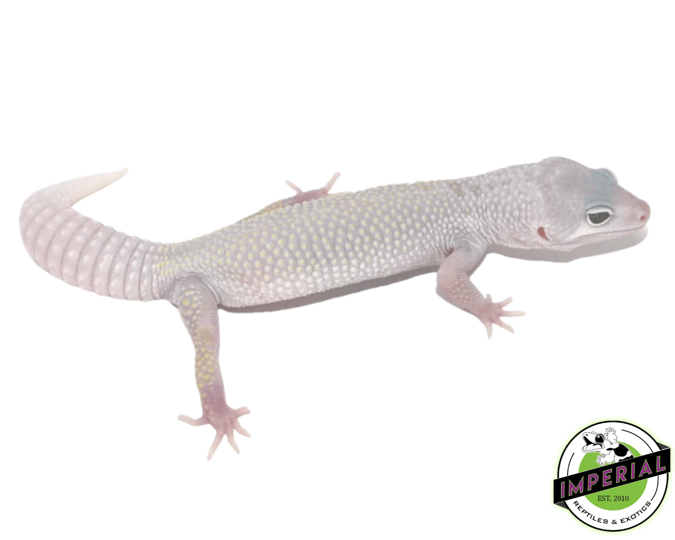 Blizzard Leopard Gecko Adult