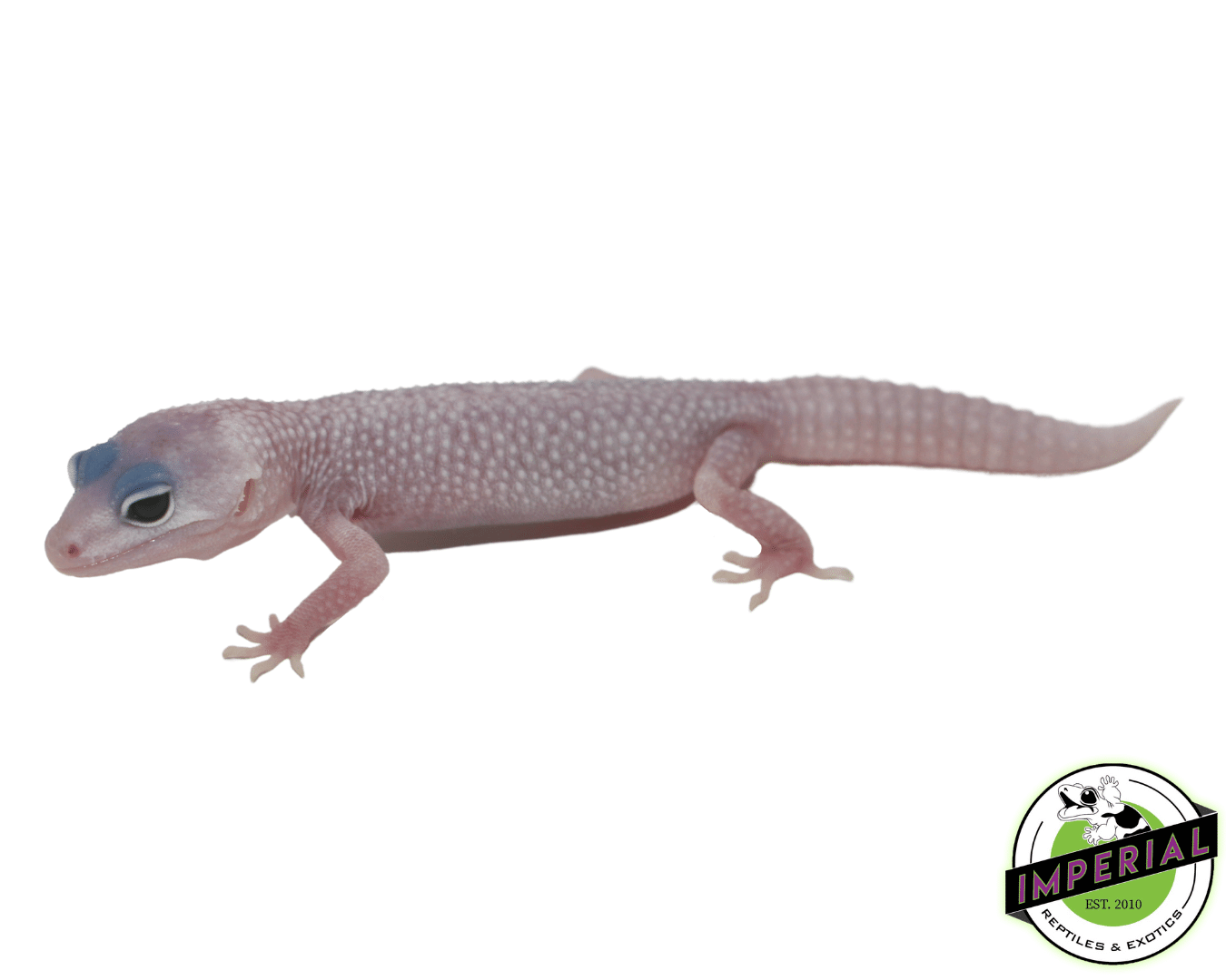 Blizzard Leopard Gecko Baby