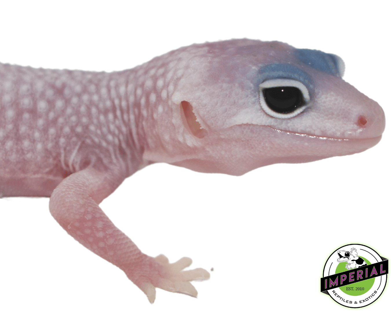 Blizzard Leopard Gecko Baby — image 2