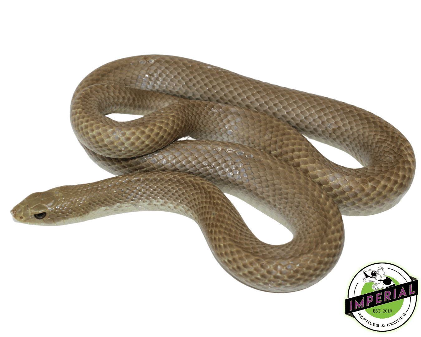 Blonde Hognose Snake