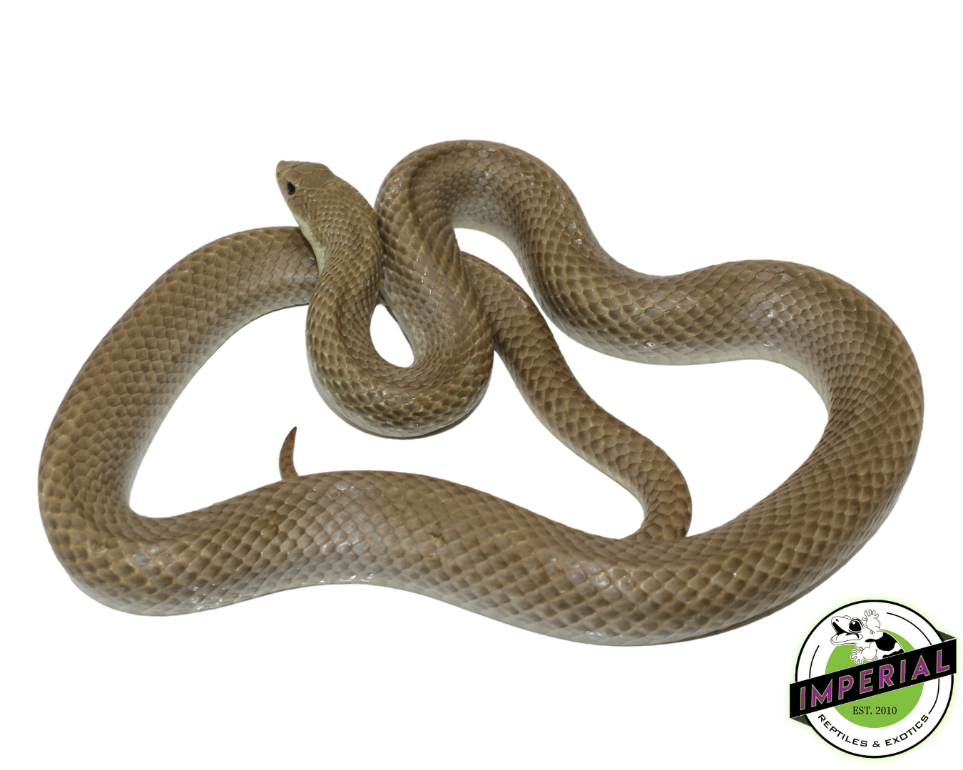Blonde Hognose Snake — image 2