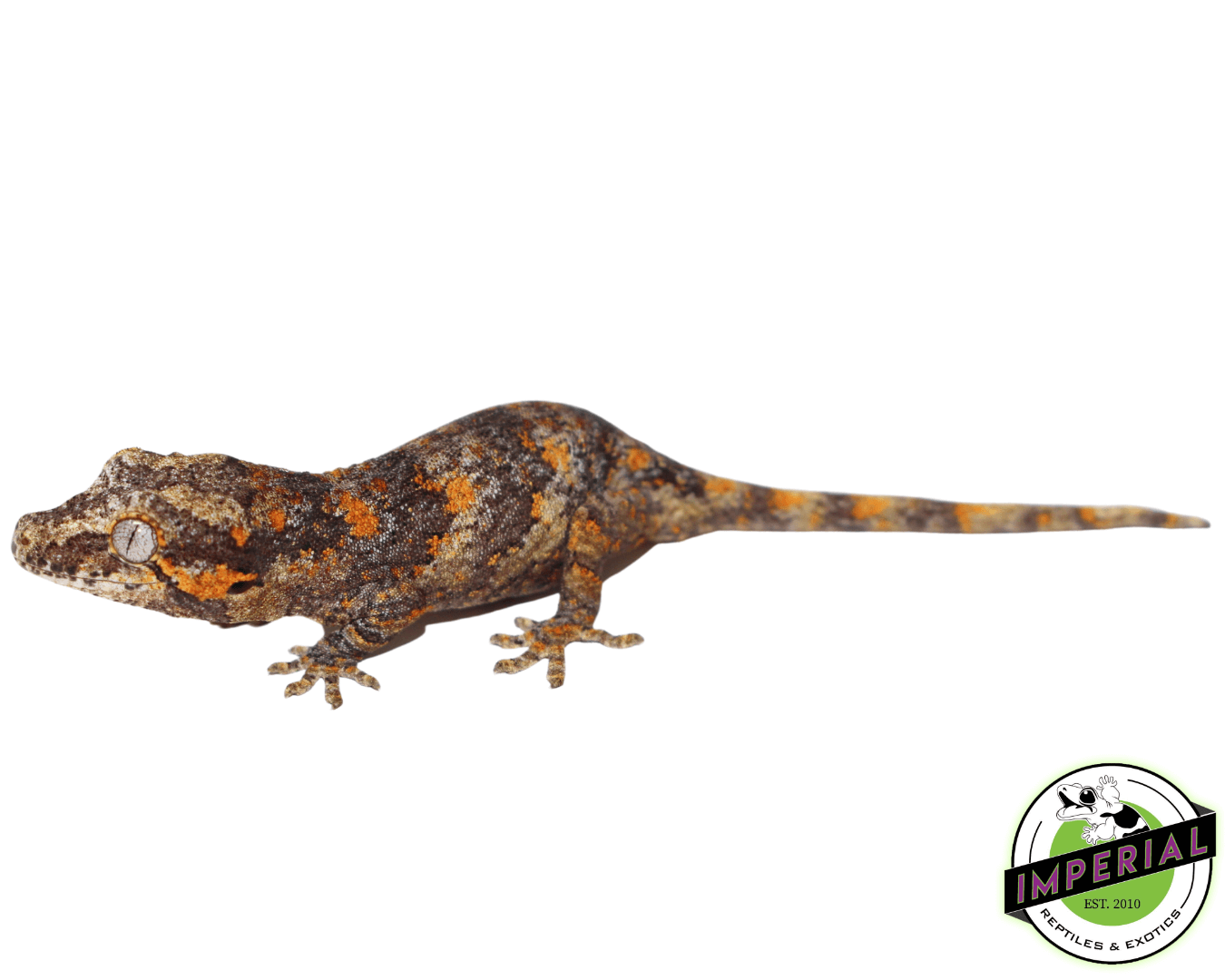 Blotched Gargoyle Gecko (#32323-01)