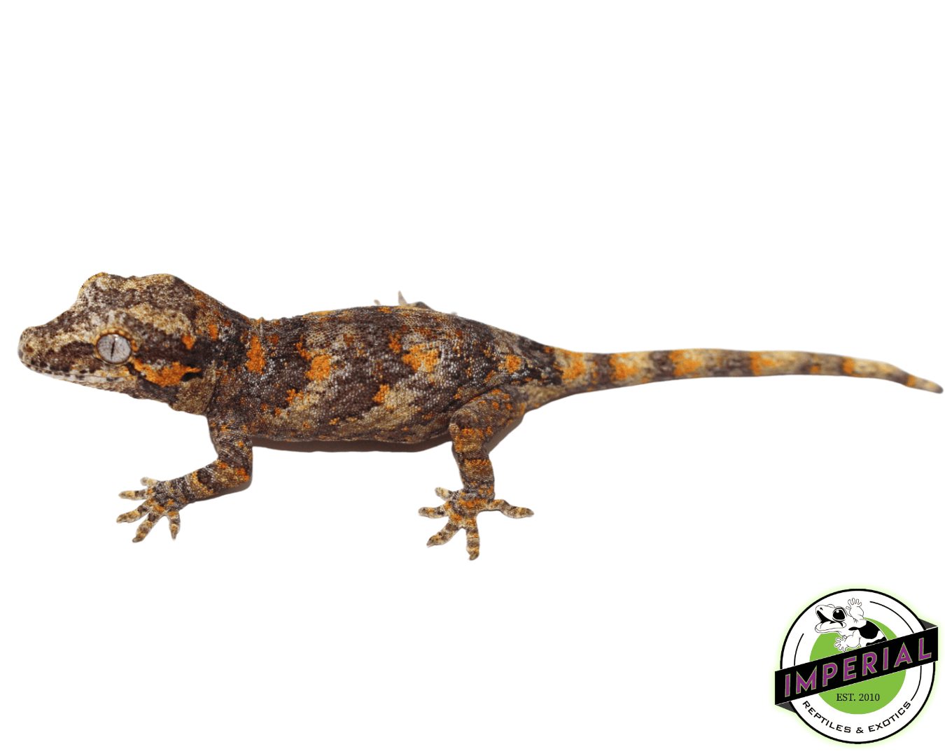 Blotched Gargoyle Gecko (#32323-01) — image 2