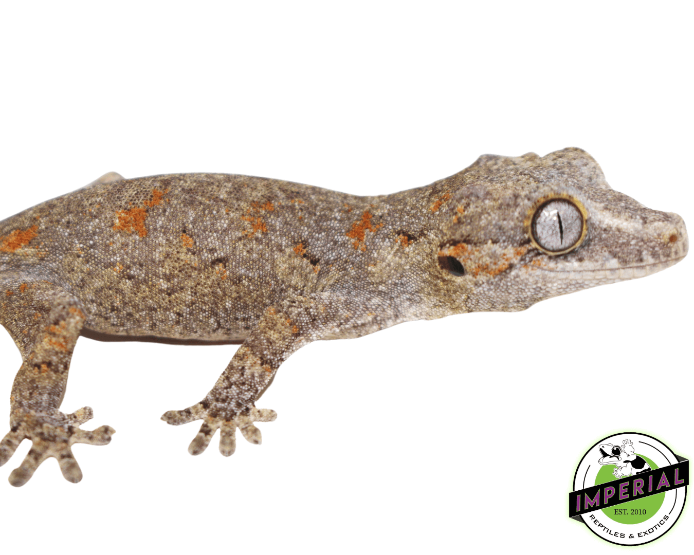 Blotched Gargoyle Gecko Baby — image 2