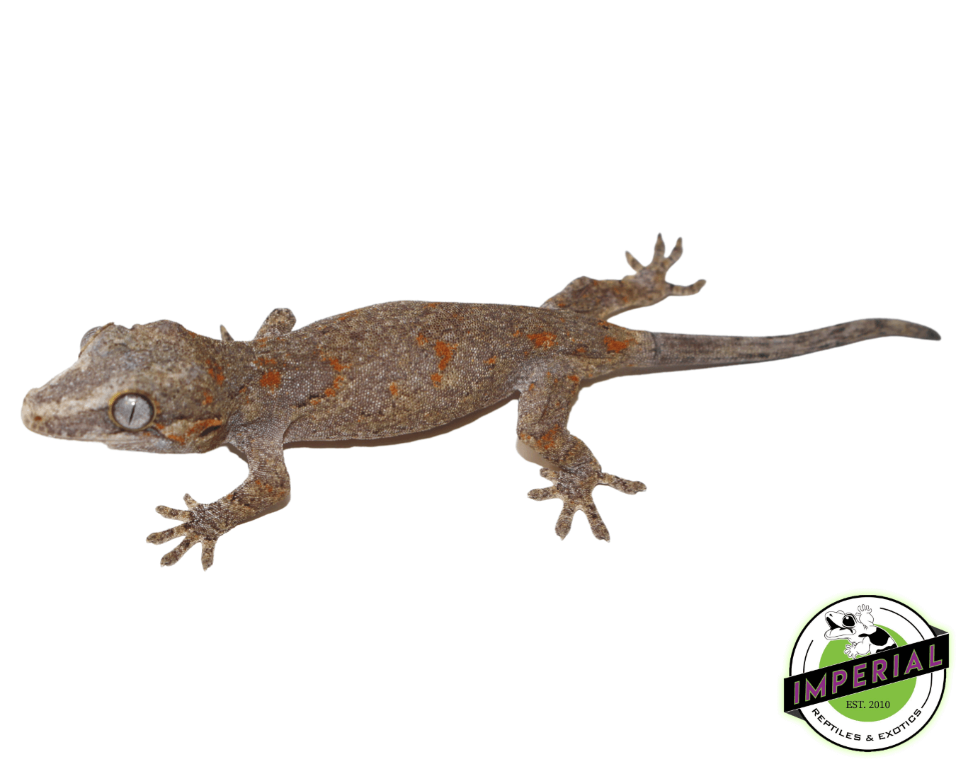 Blotched Gargoyle Gecko Baby