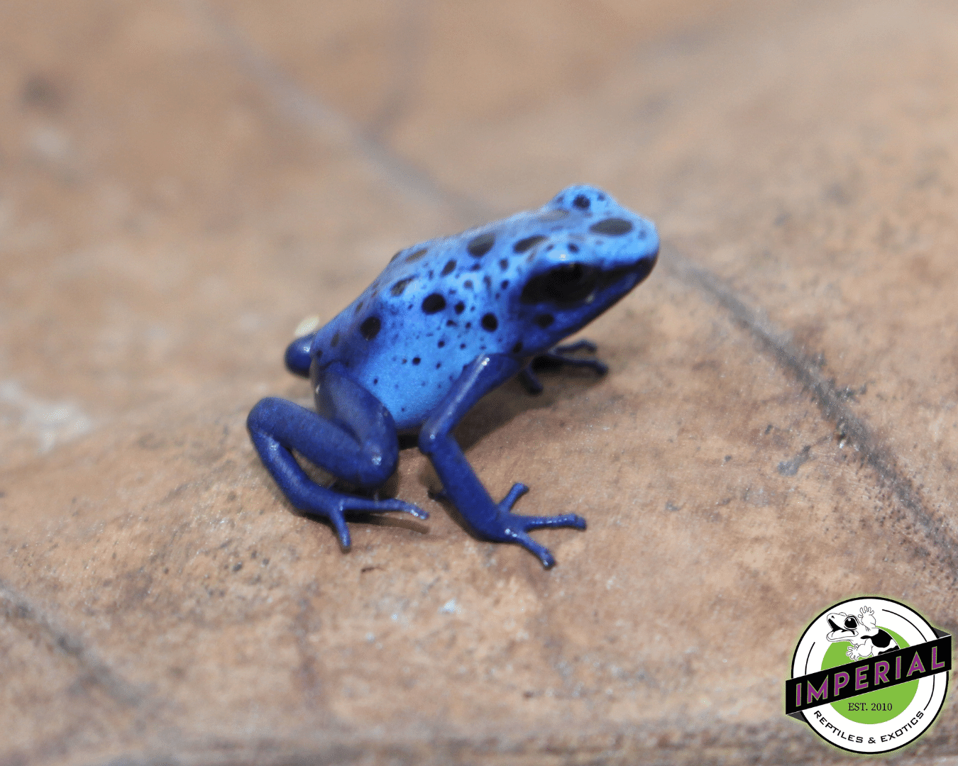 Blue Azureus Dart Frog (Dendrobates tinctorius) — image 2