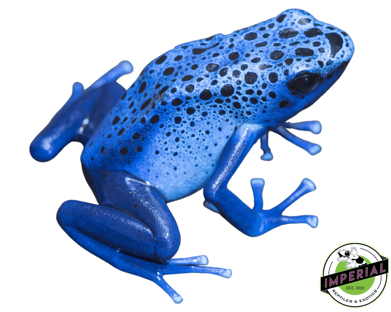 Blue Azureus Dart Frog (Dendrobates tinctorius)
