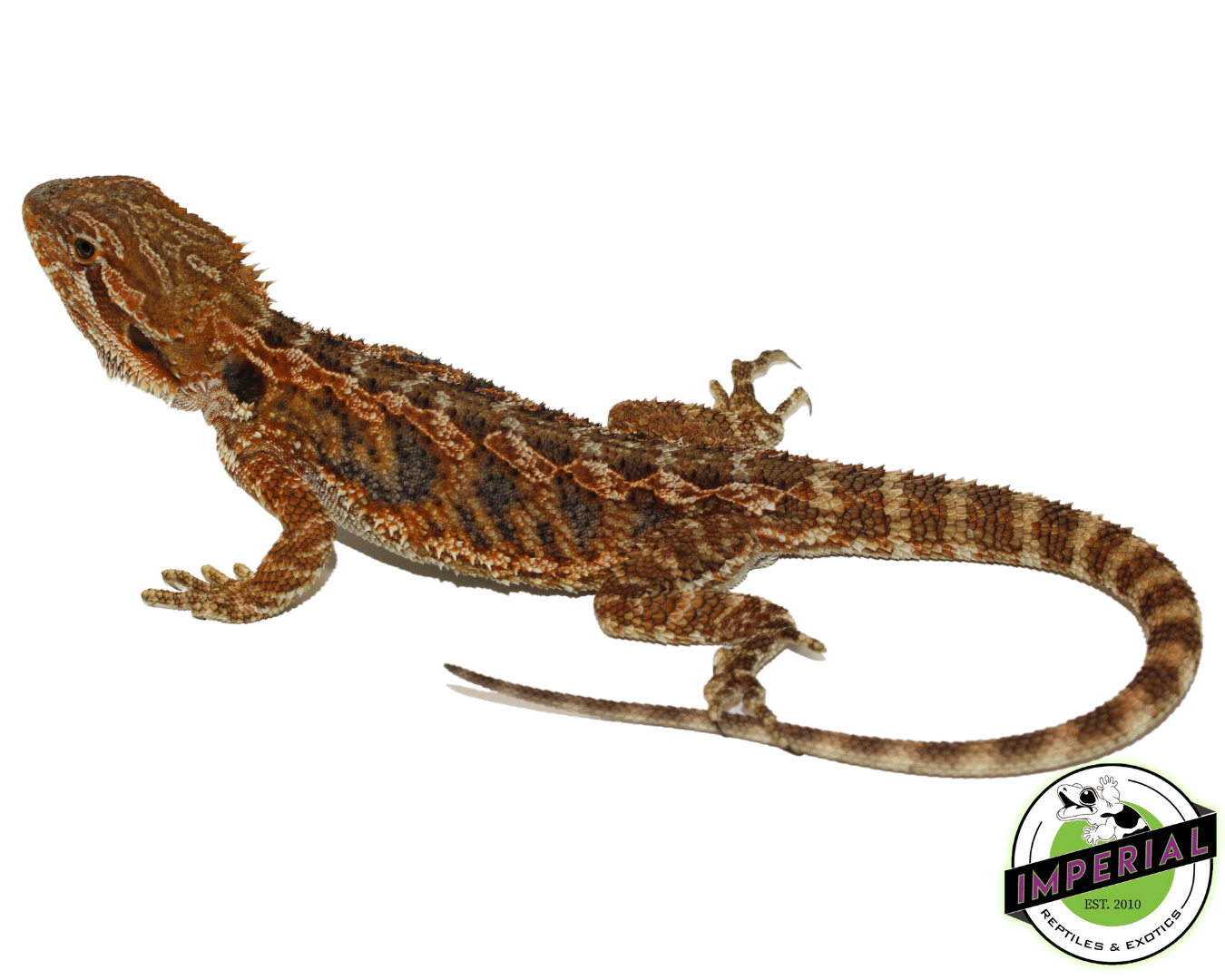Blue Bar Citrus Bearded Dragon — image 2