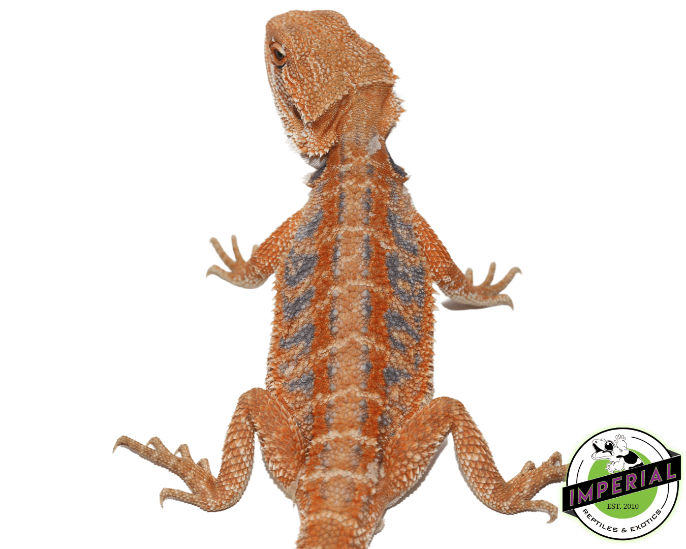 Blue Bar Flame Hypo Bearded Dragon Juvenile — image 2