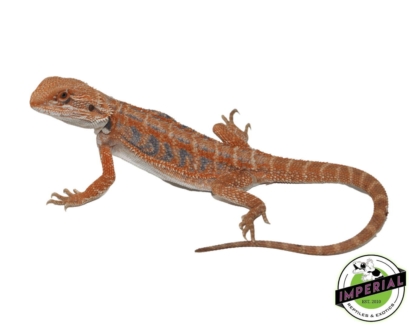 Blue Bar Flame Hypo Bearded Dragon Juvenile