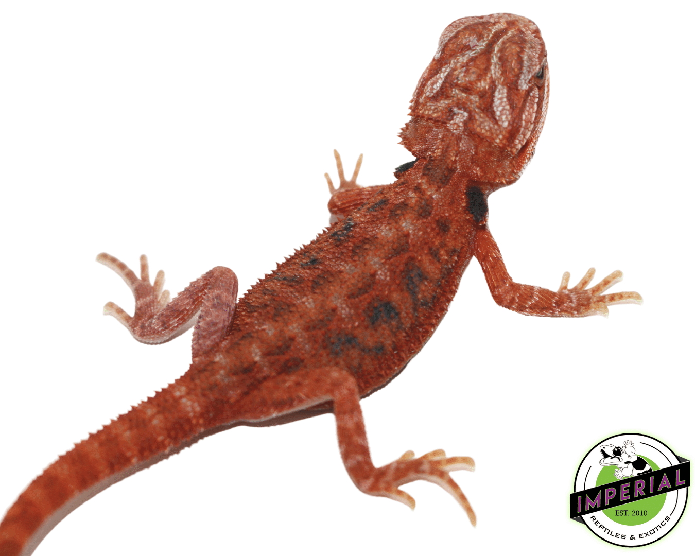 Blue Bar Fuego Bearded Dragon Baby — image 3