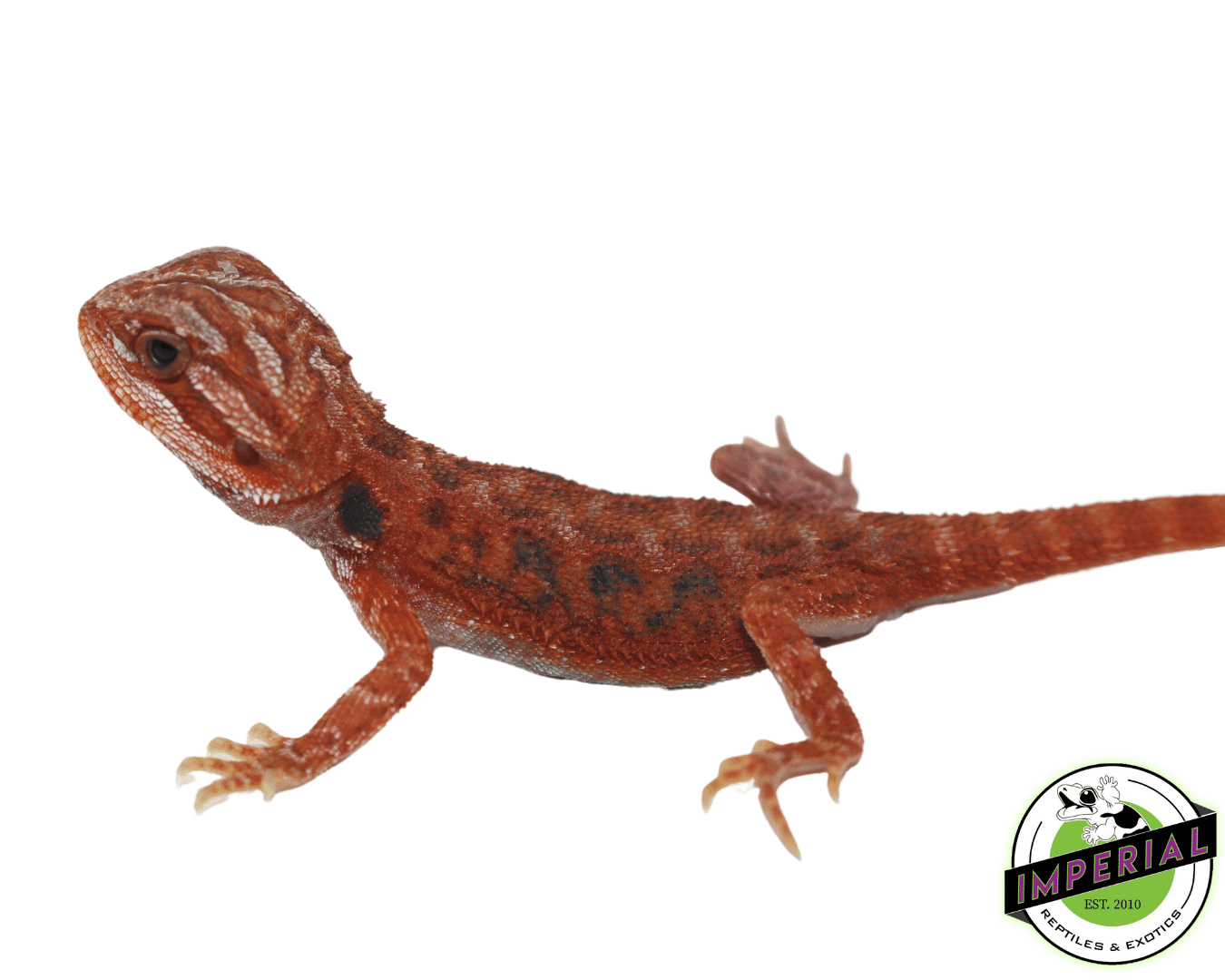 Blue Bar Fuego Bearded Dragon Baby — image 2