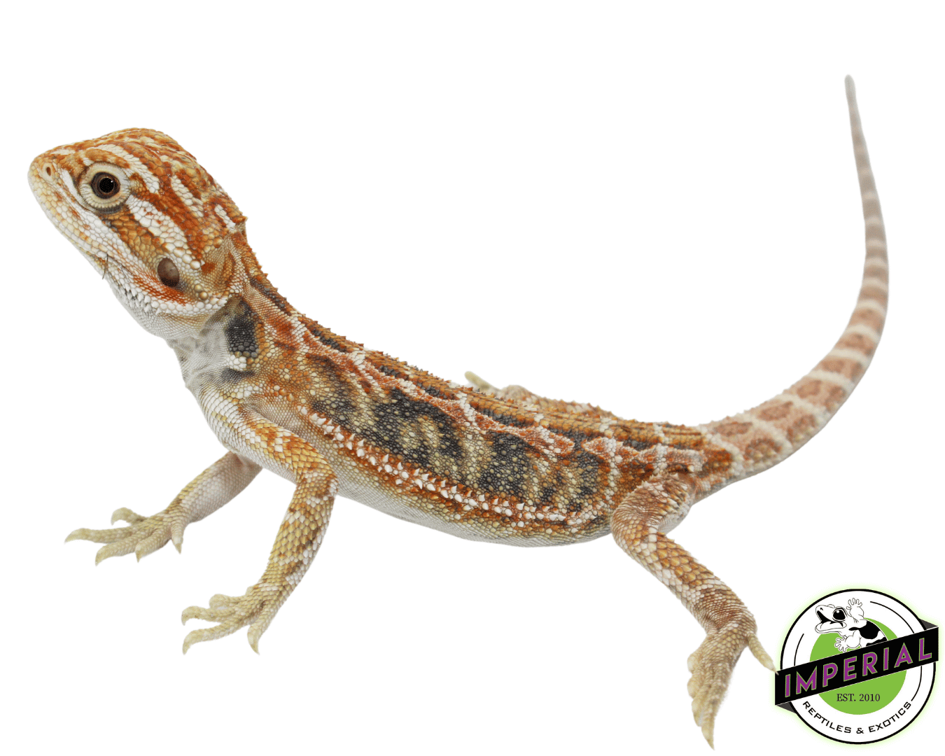 Blue Bar Hypo Bearded Dragon Baby