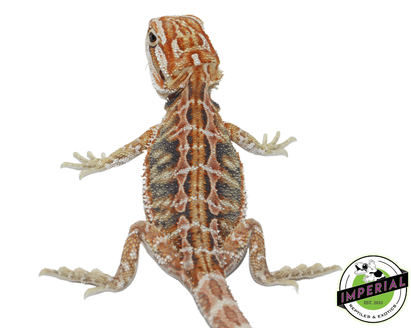 Blue Bar Hypo Bearded Dragon Baby — image 2