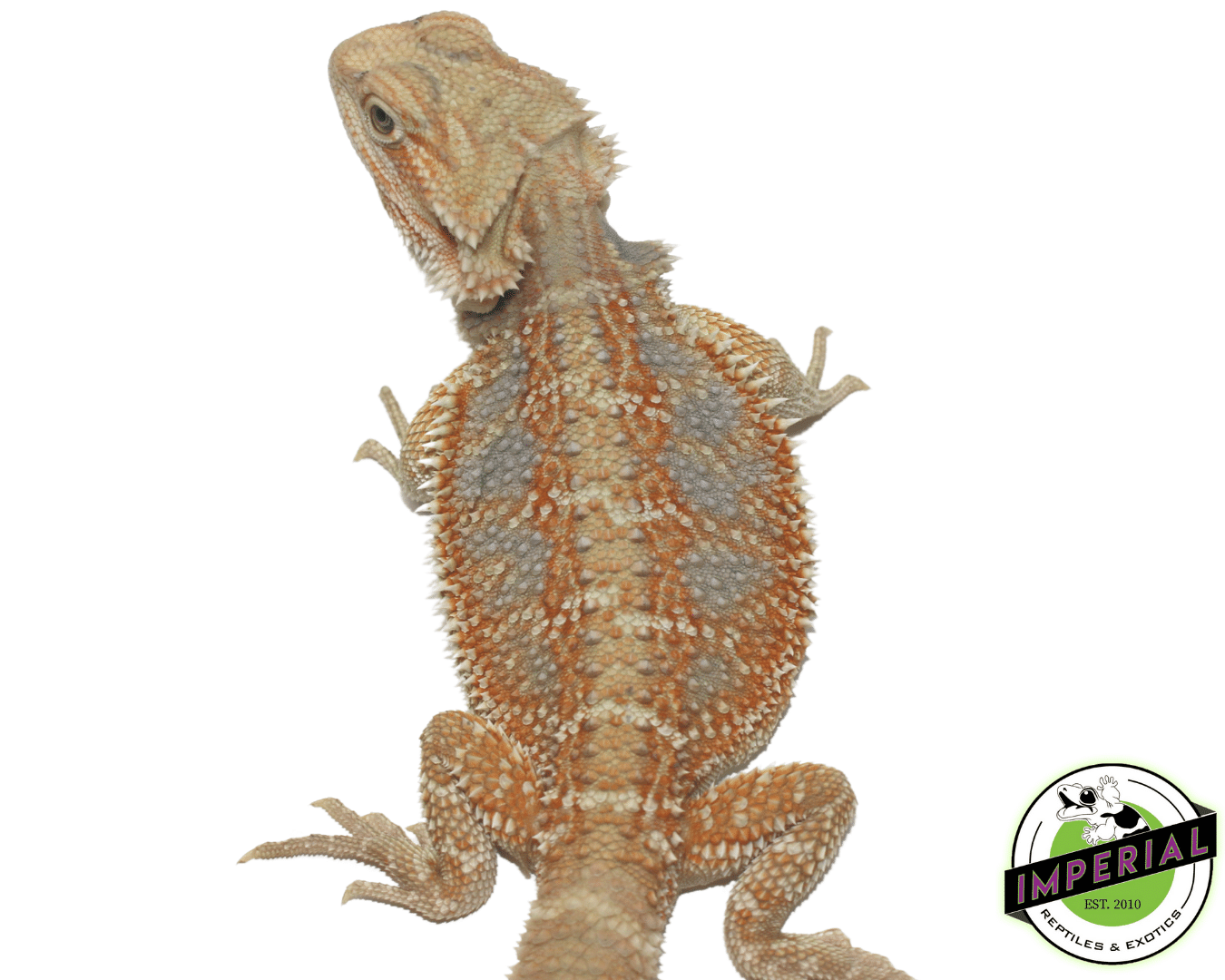 Blue Bar Orange Hypo Bearded Dragon — image 2