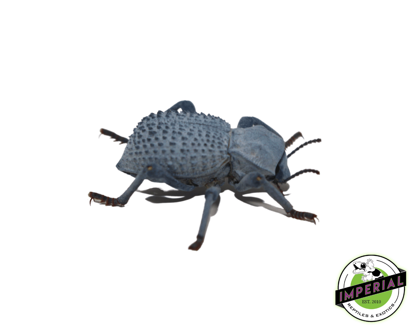 Blue Death Feigning Beetle