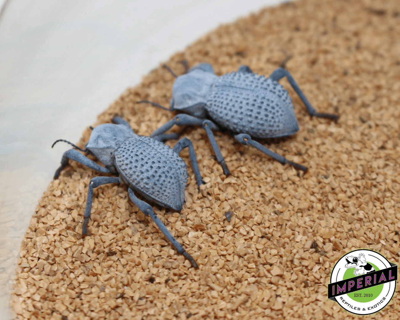Blue Death Feigning Beetle — image 2