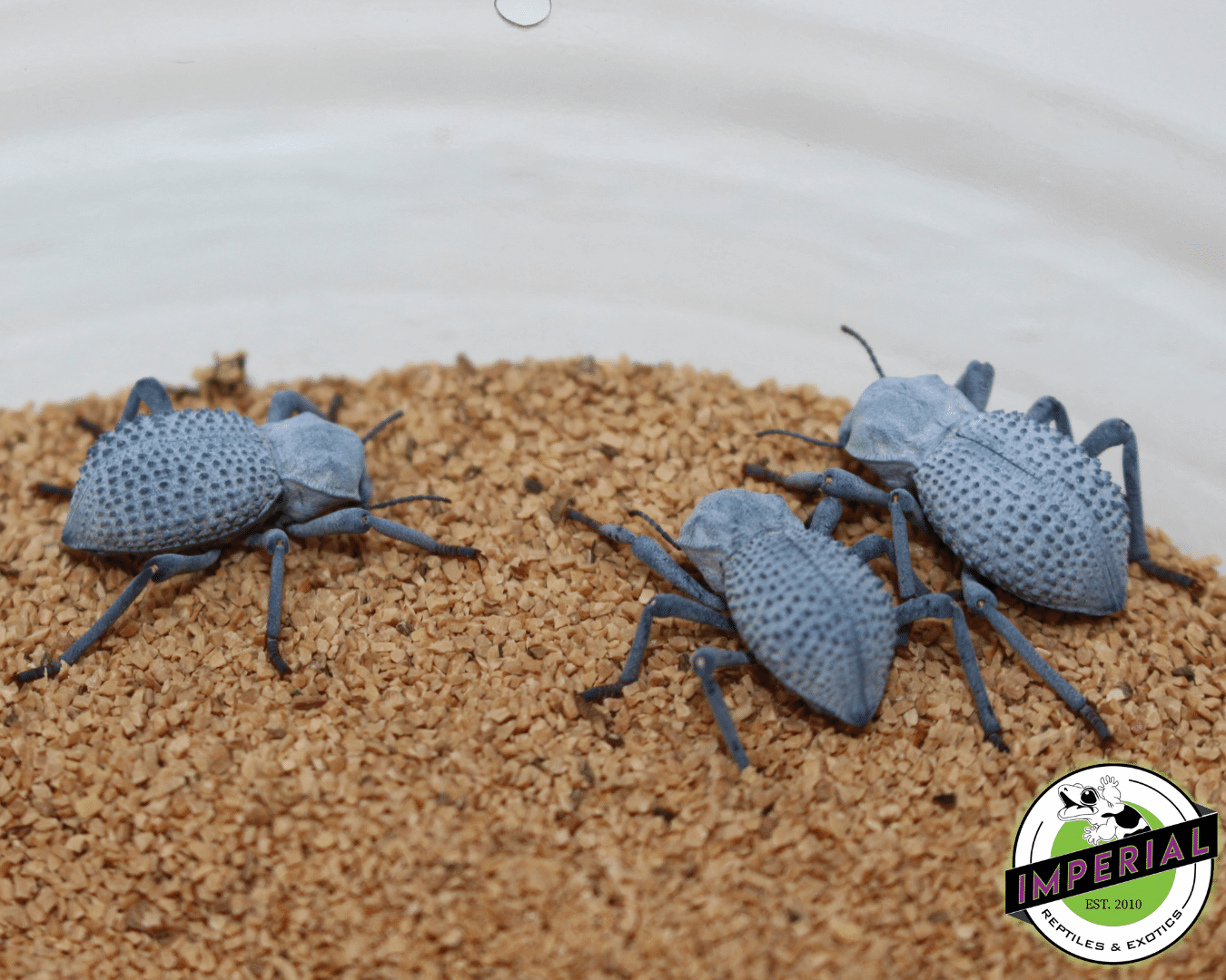Blue Death Feigning Beetle — image 3