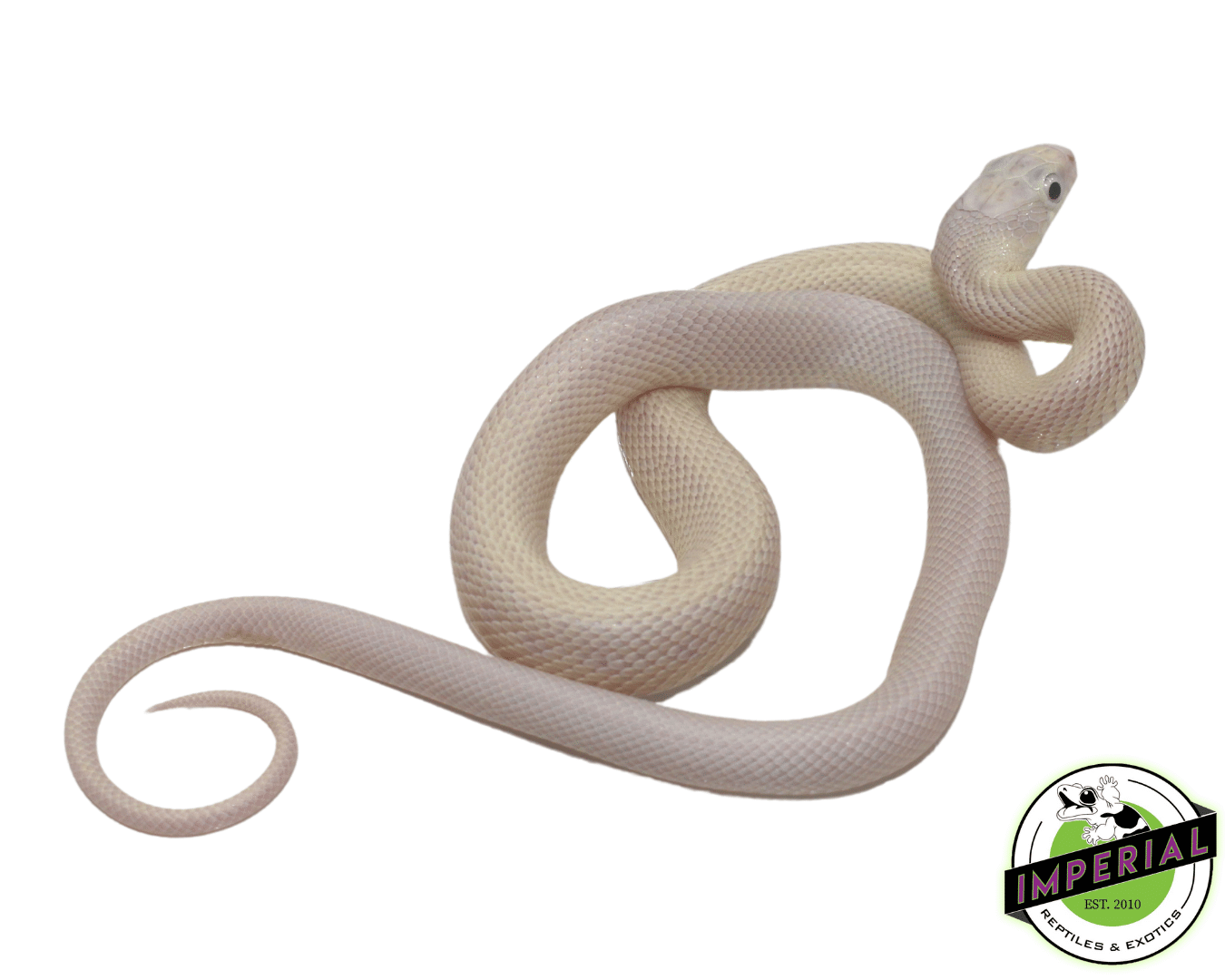 Blue Eye Leucistic Texas Rat Snake — image 2