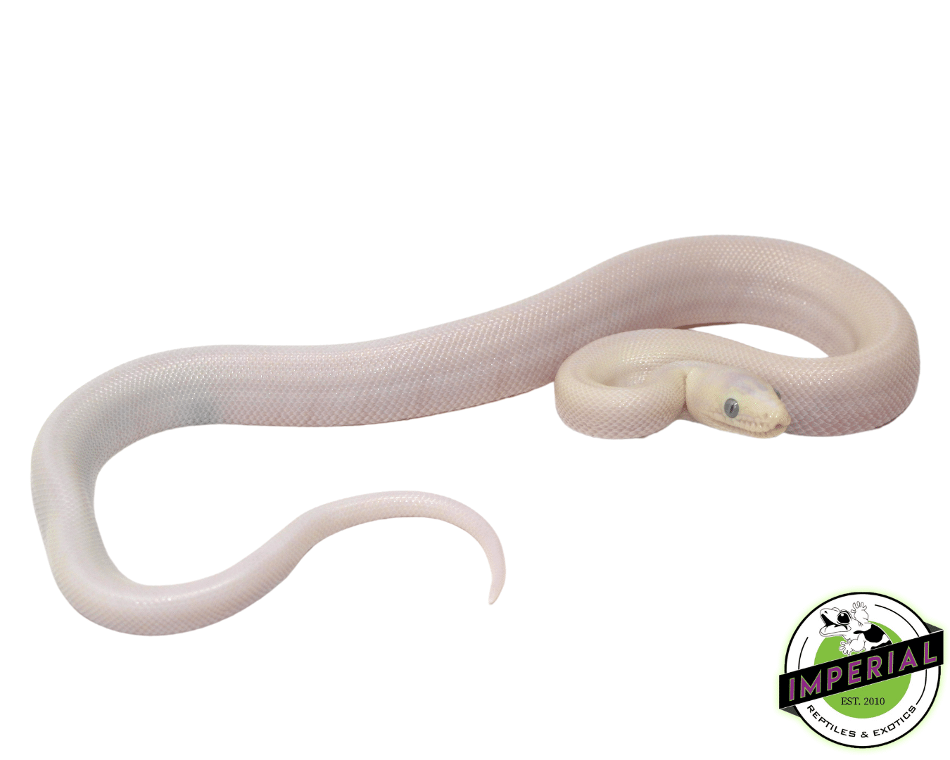 Blue Eyed Leucistic Colombian Rainbow Boa — image 2