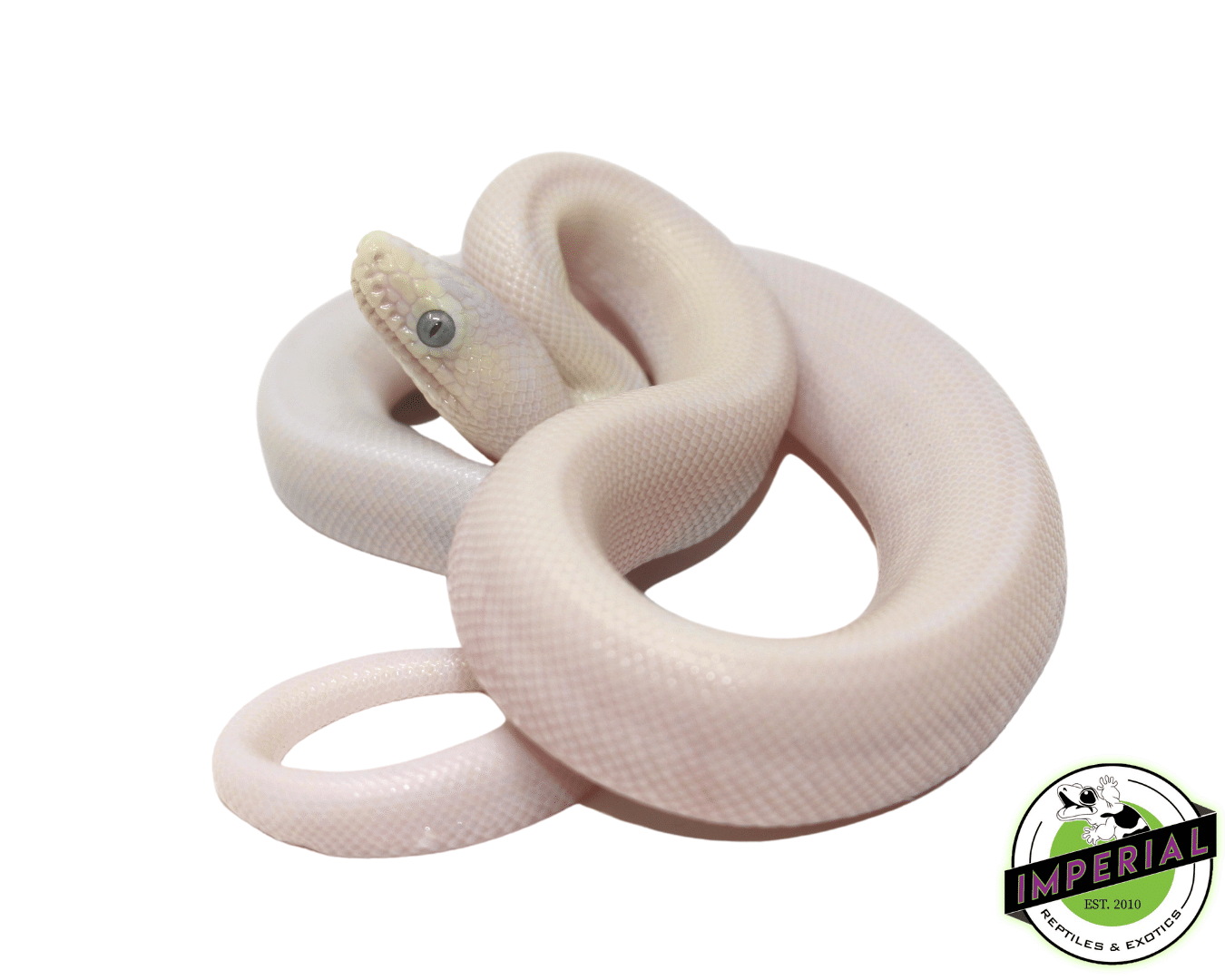 Blue Eyed Leucistic Colombian Rainbow Boa