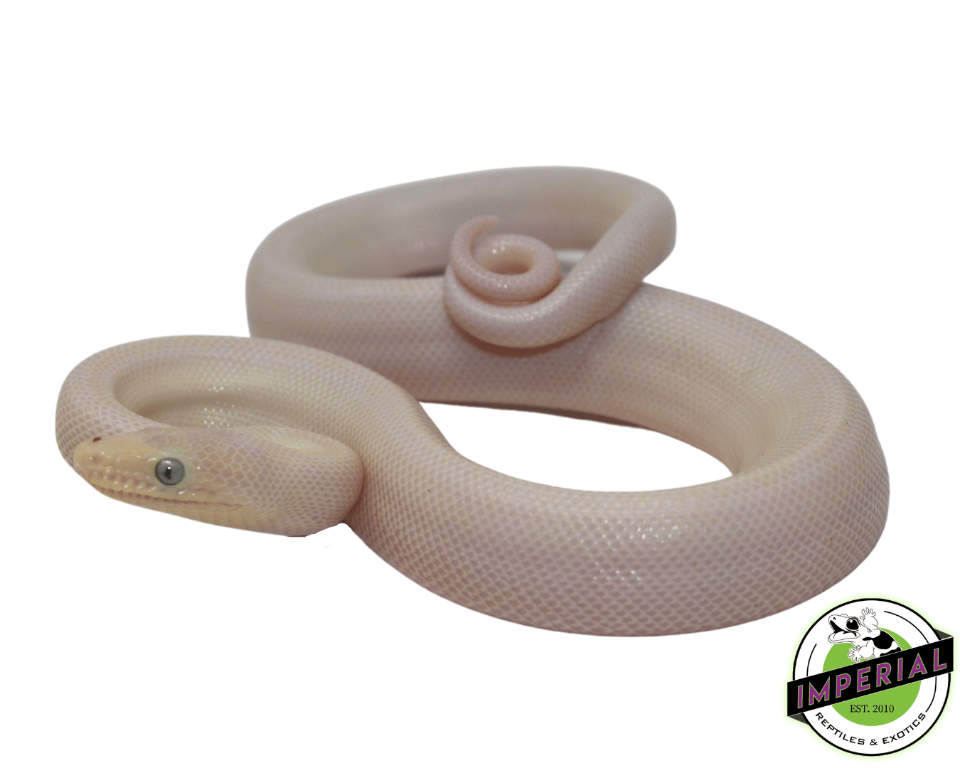 Blue Eyed Leucistic Colombian Rainbow Boa — image 3