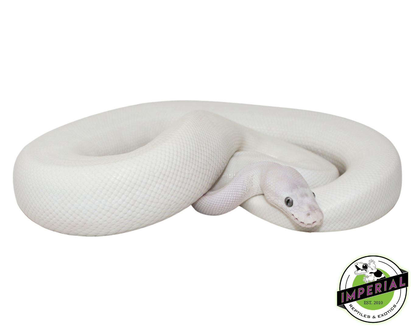 Blue Eyed Leucistic Sub Adult Female