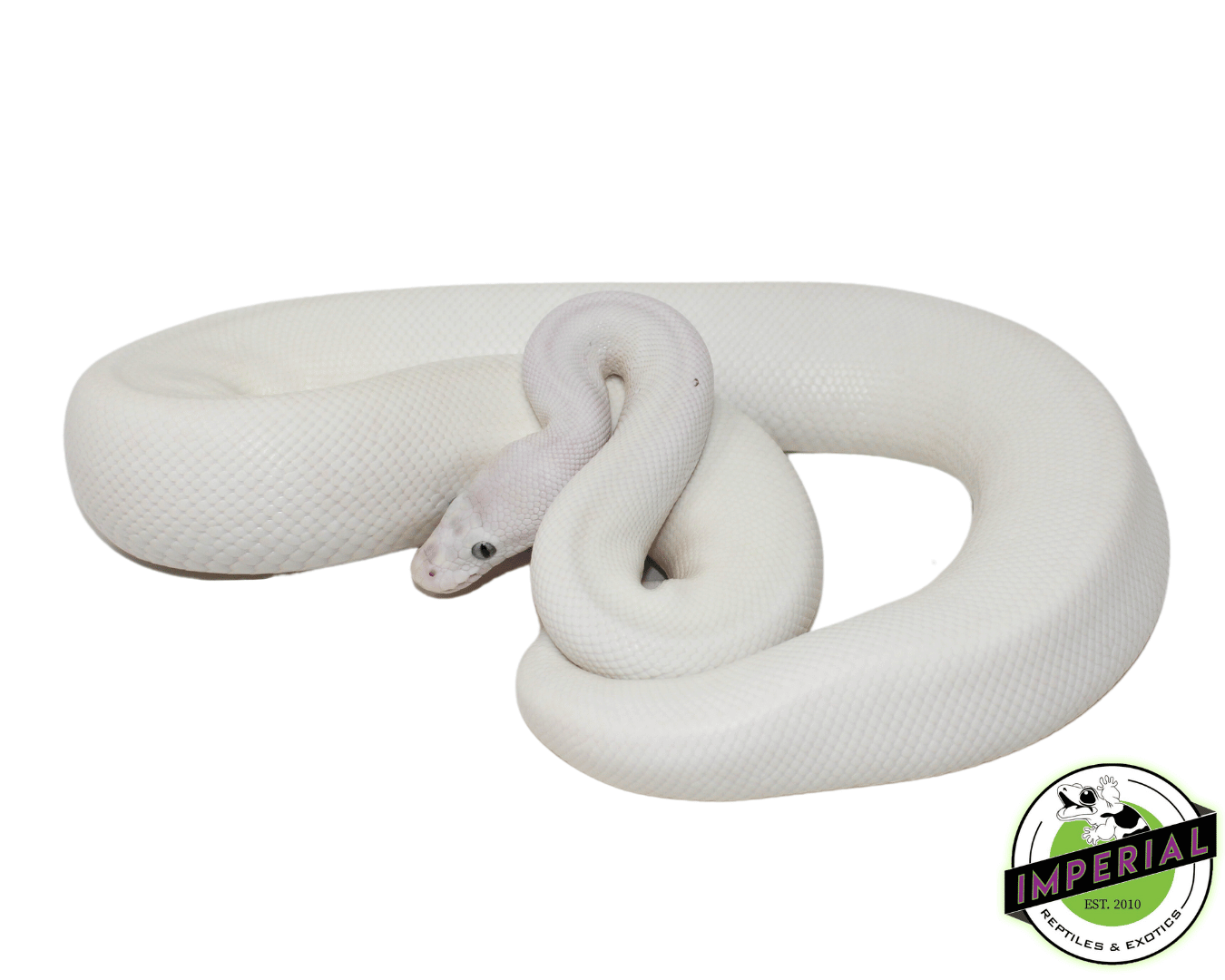 Blue Eyed Leucistic Sub Adult Female — image 2