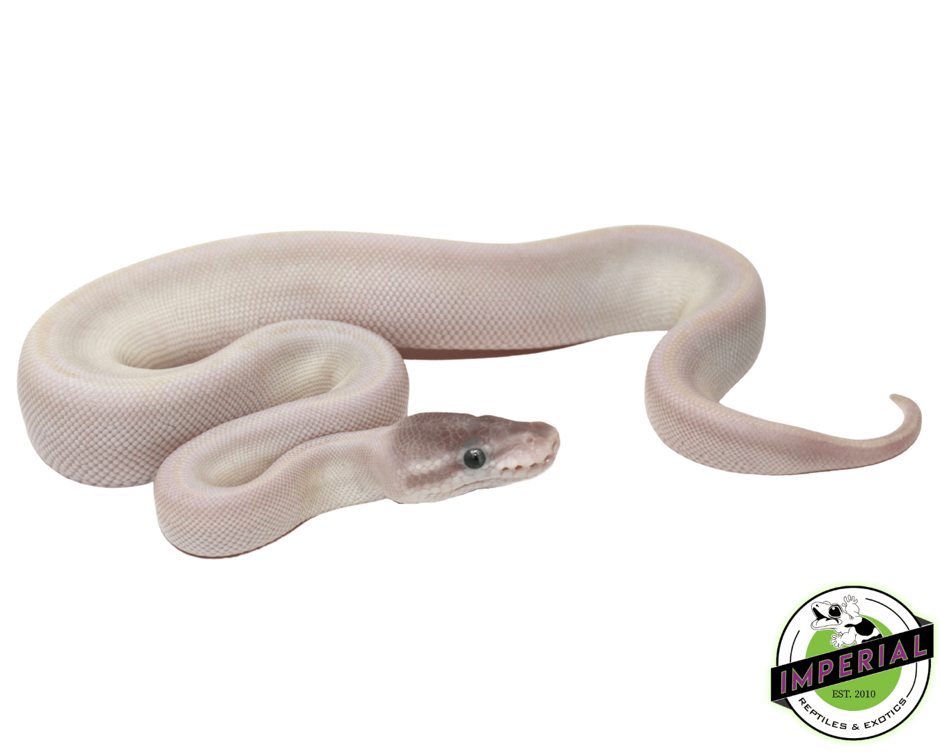 Blue Eyed Leucistic (Super Mojave) Ball Python
