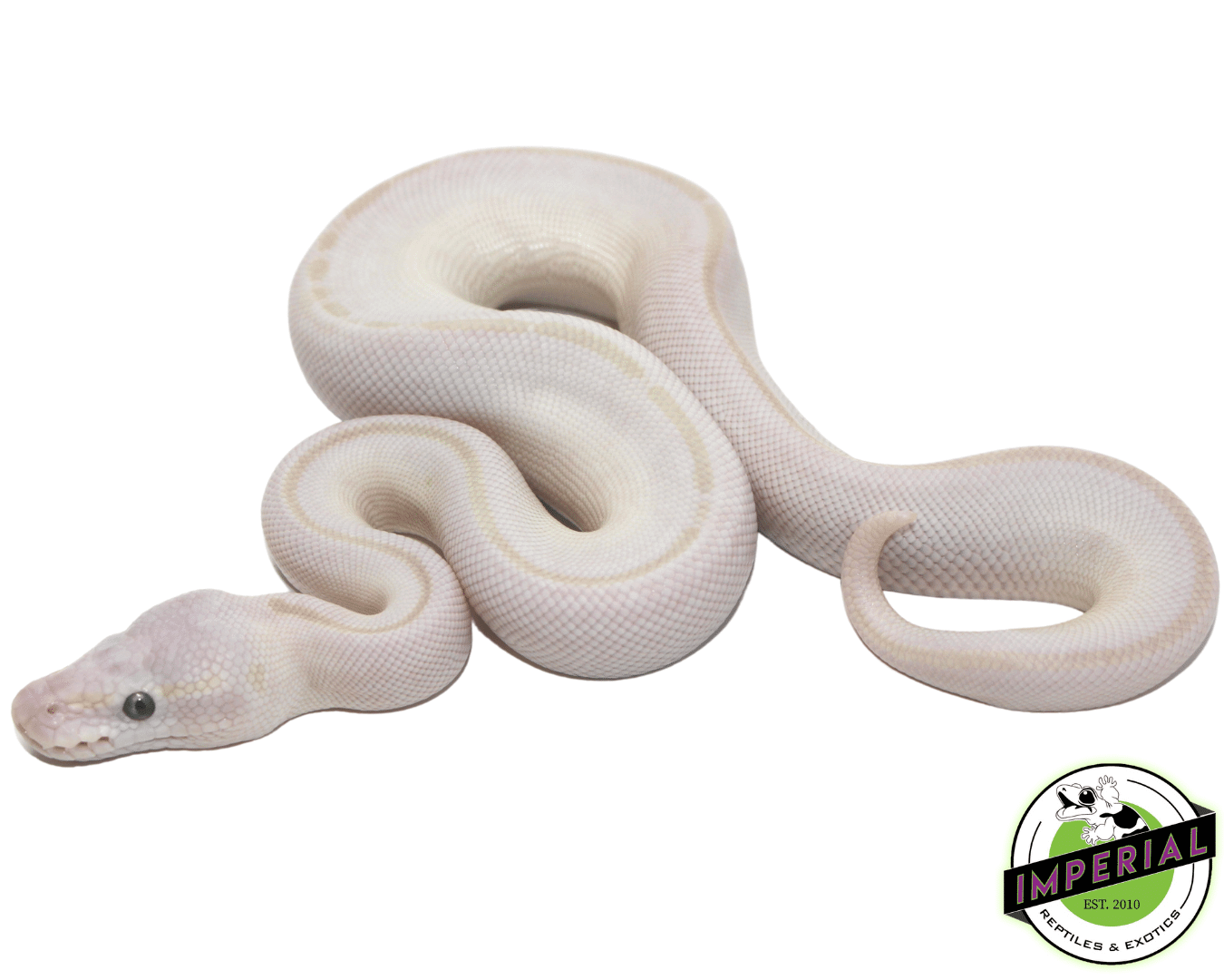 Blue Eyed Lucy Ball Python