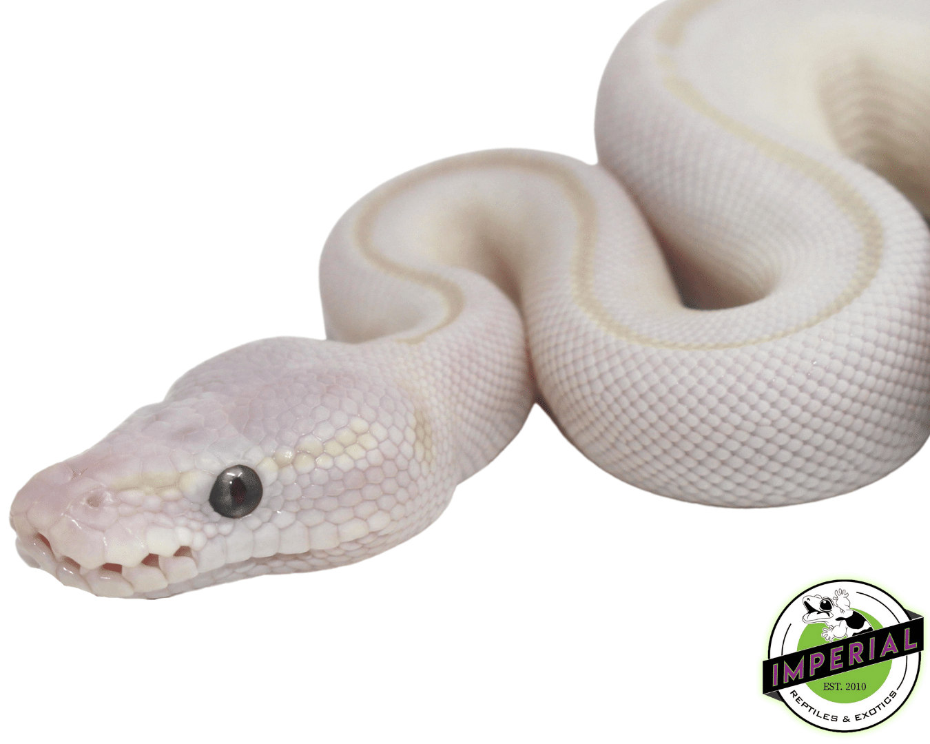 Blue Eyed Lucy Ball Python — image 2