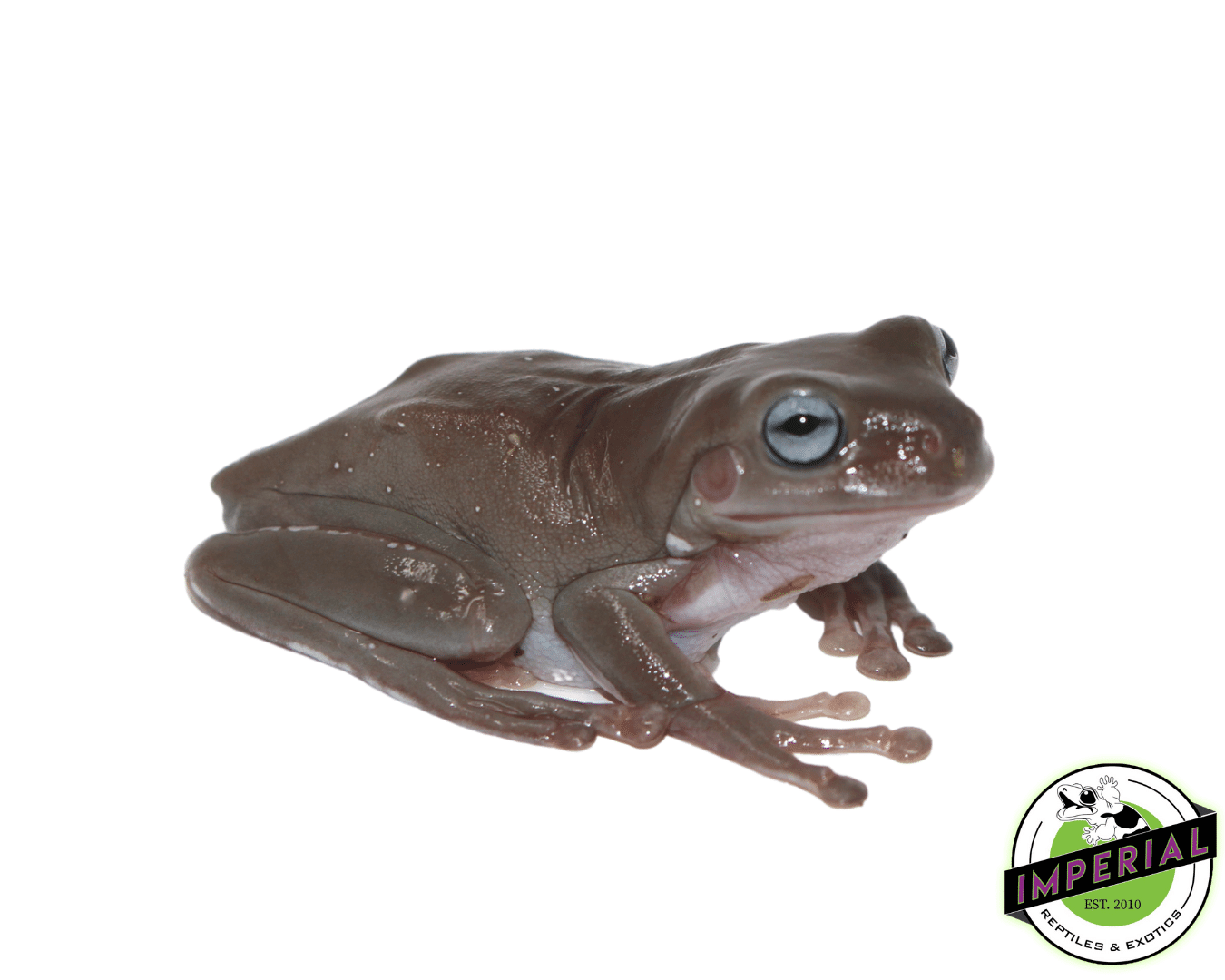 Blue Eyed White's Tree Frog Baby — image 3
