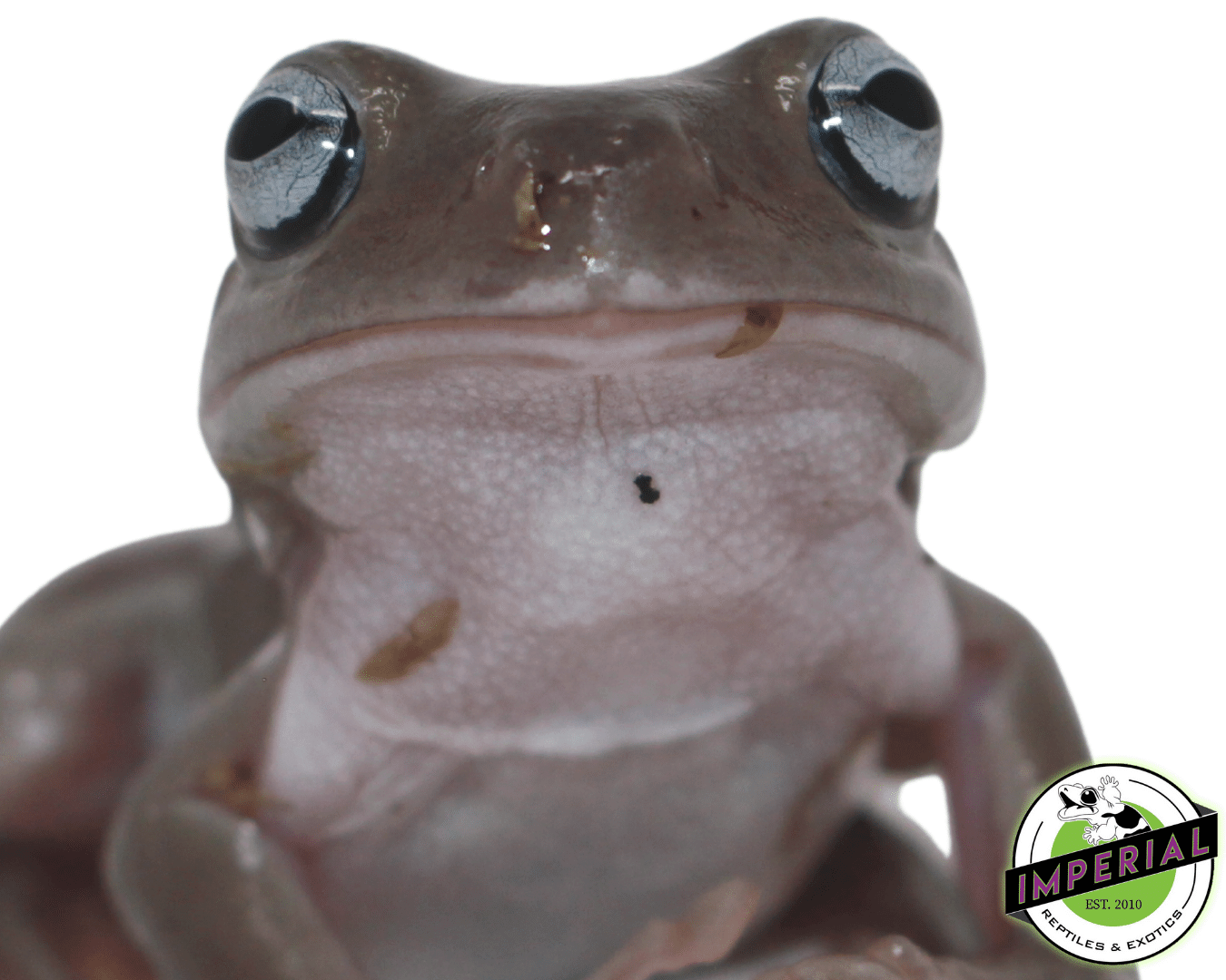 Blue Eyed White's Tree Frog Baby — image 2