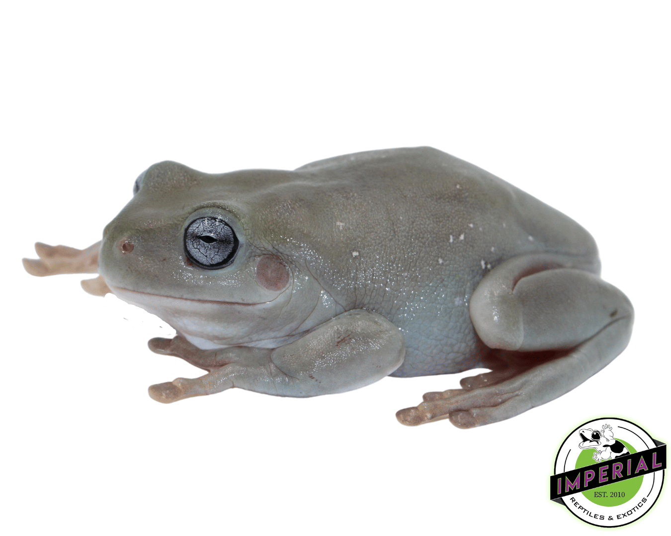 Blue Eyed White's Tree Frog Juvenile