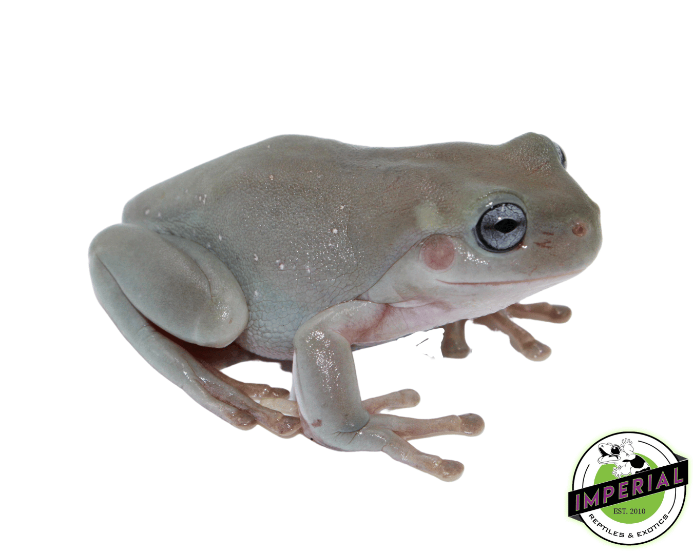 Blue Eyed White's Tree Frog Juvenile — image 2