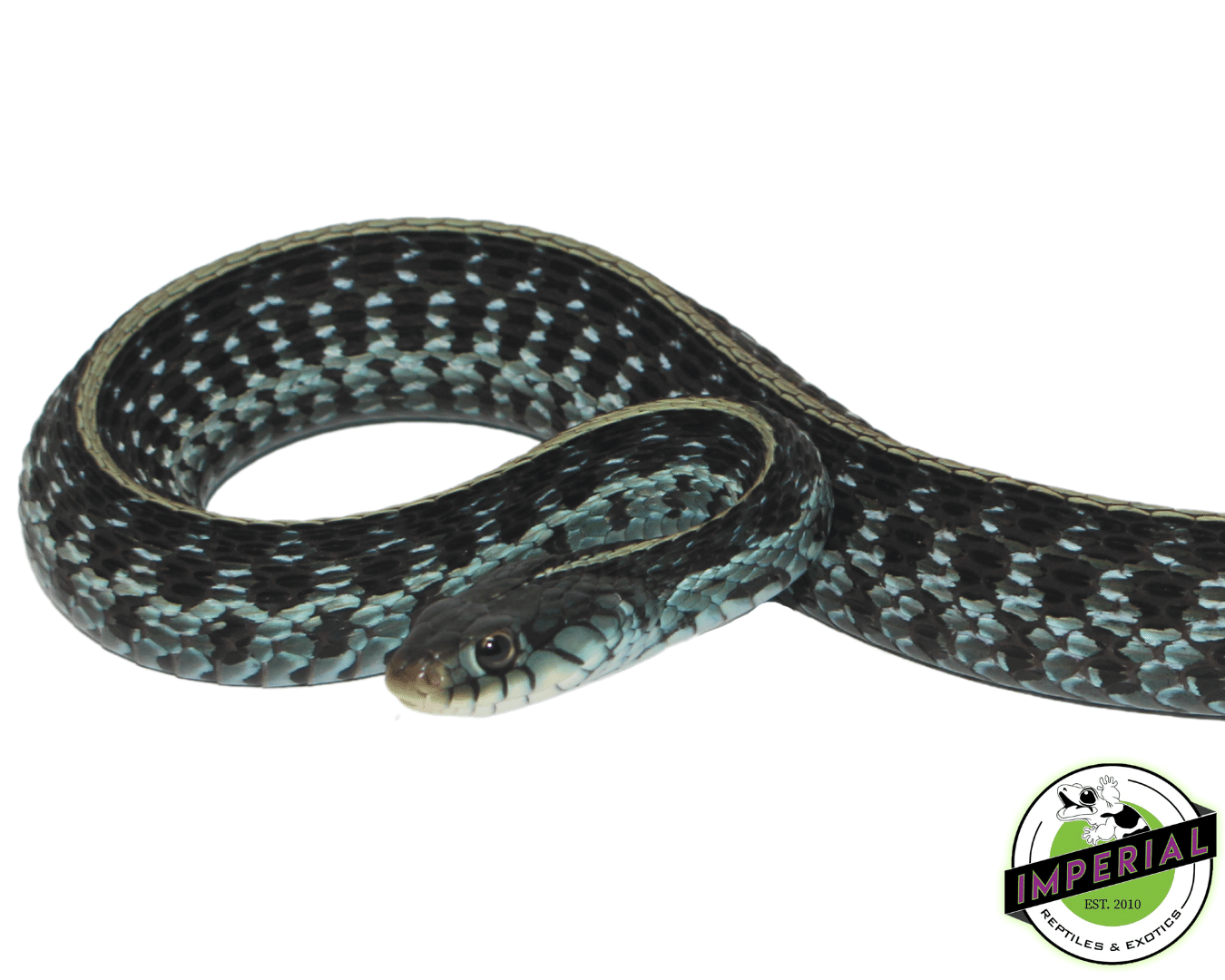 Blue Garter Snake — image 2