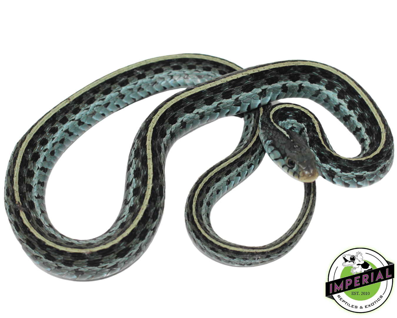 Blue Garter Snake