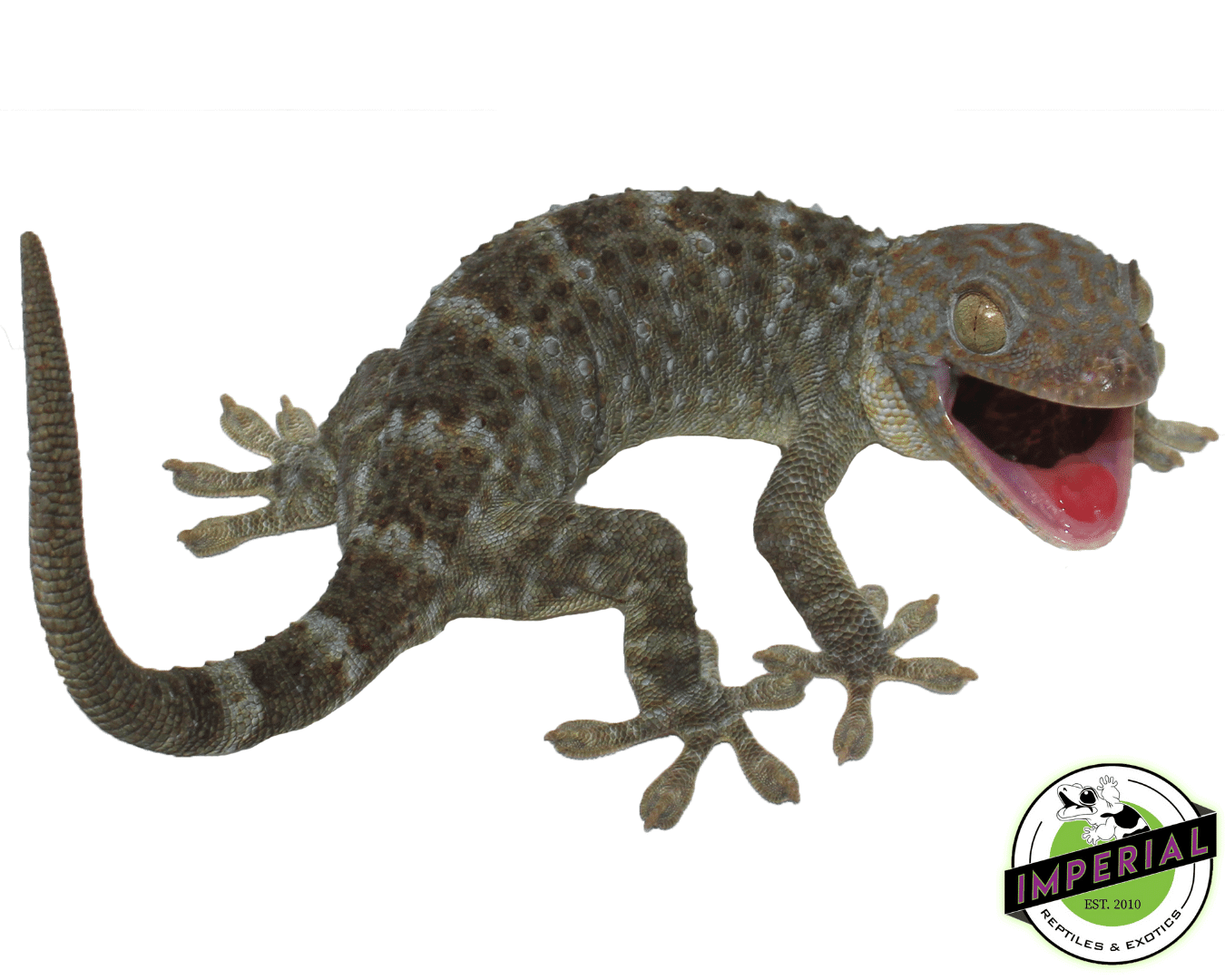 Blue/Green "Patternless" or "Granite" type Tokay Gecko — image 2