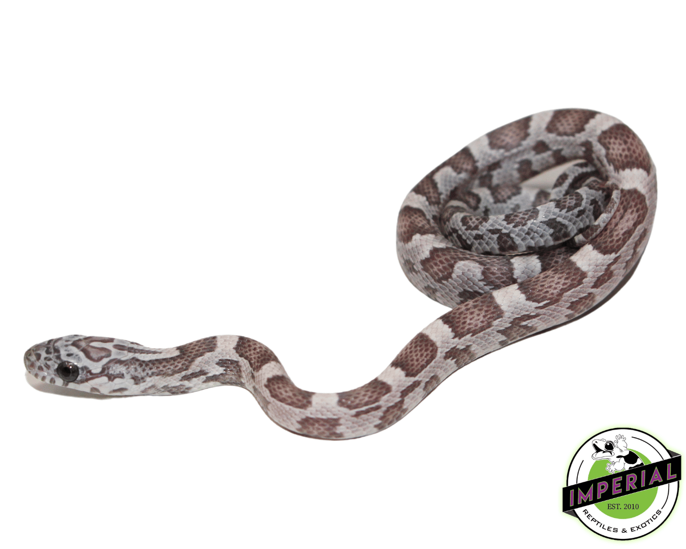 Blue Sunkissed Corn Snake Baby — image 2