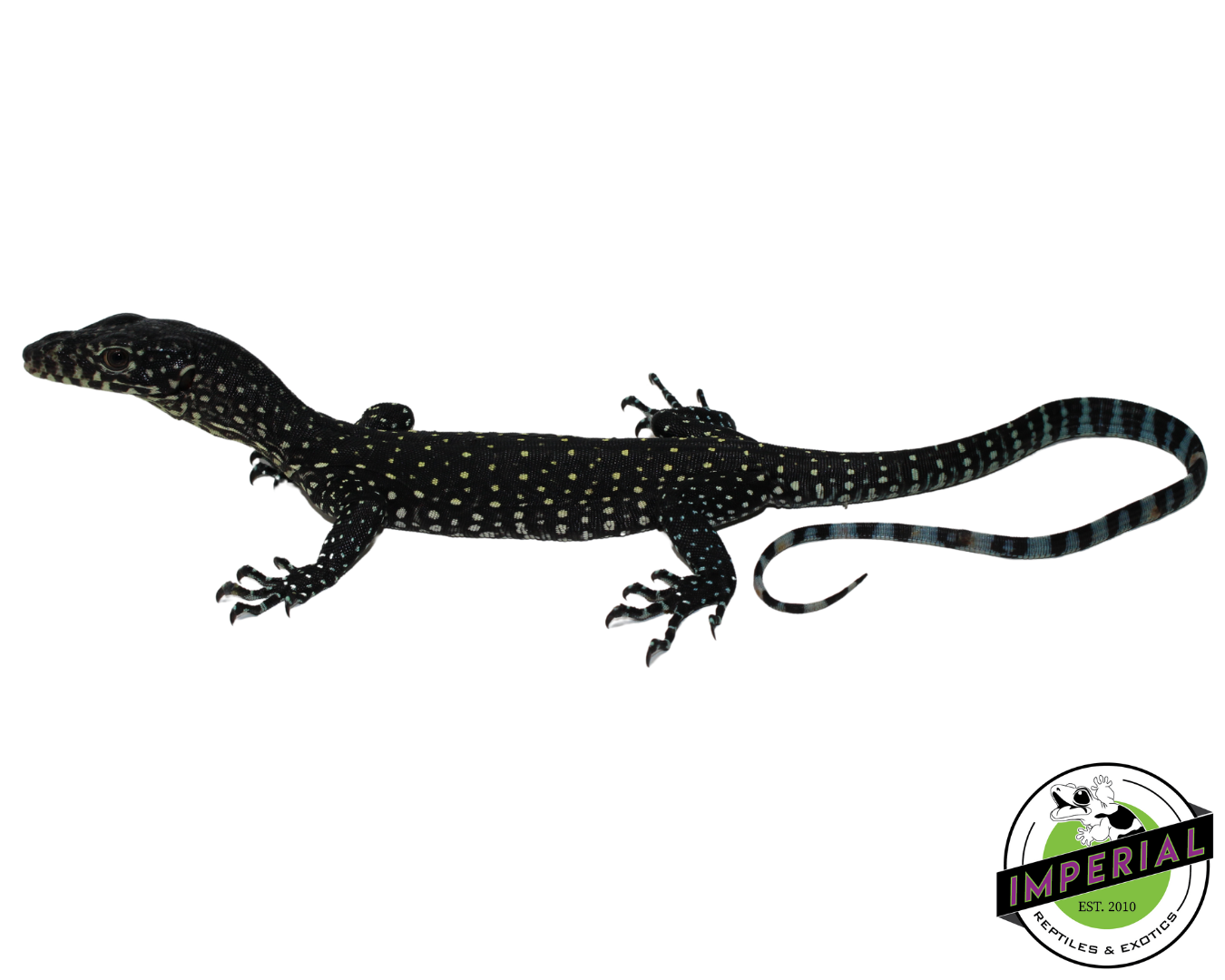Blue Tail Monitor Baby (Sorong) #61124-01 — image 2