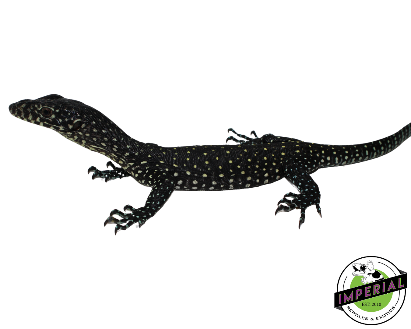 Blue Tail Monitor Baby (Sorong) #61124-01 — image 3