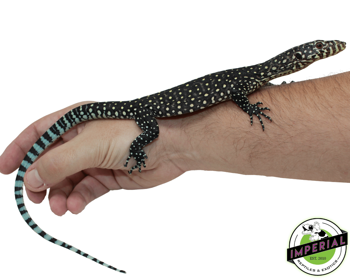 Blue Tail Monitor Baby — image 2