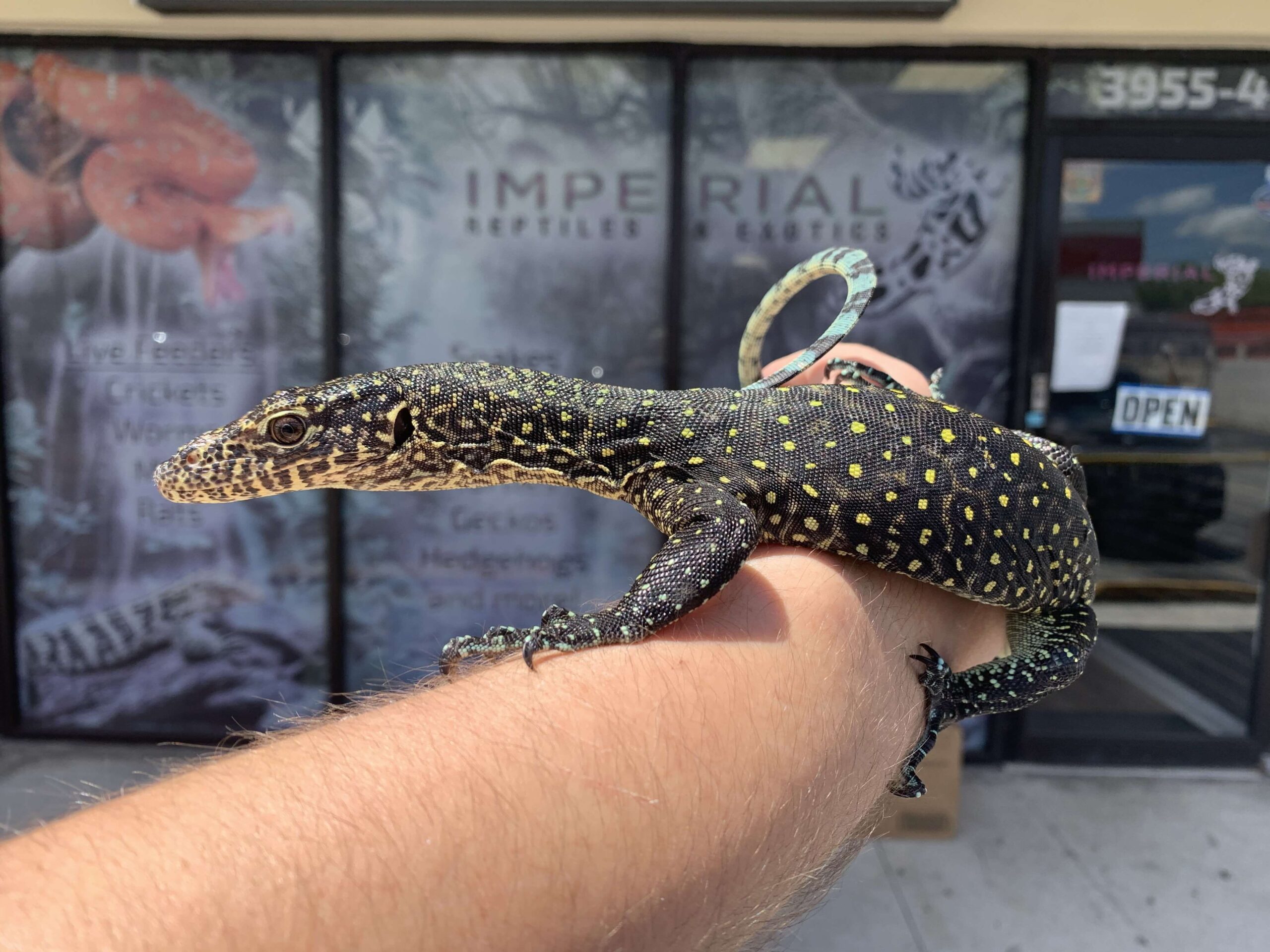Blue Tail Monitor — image 2