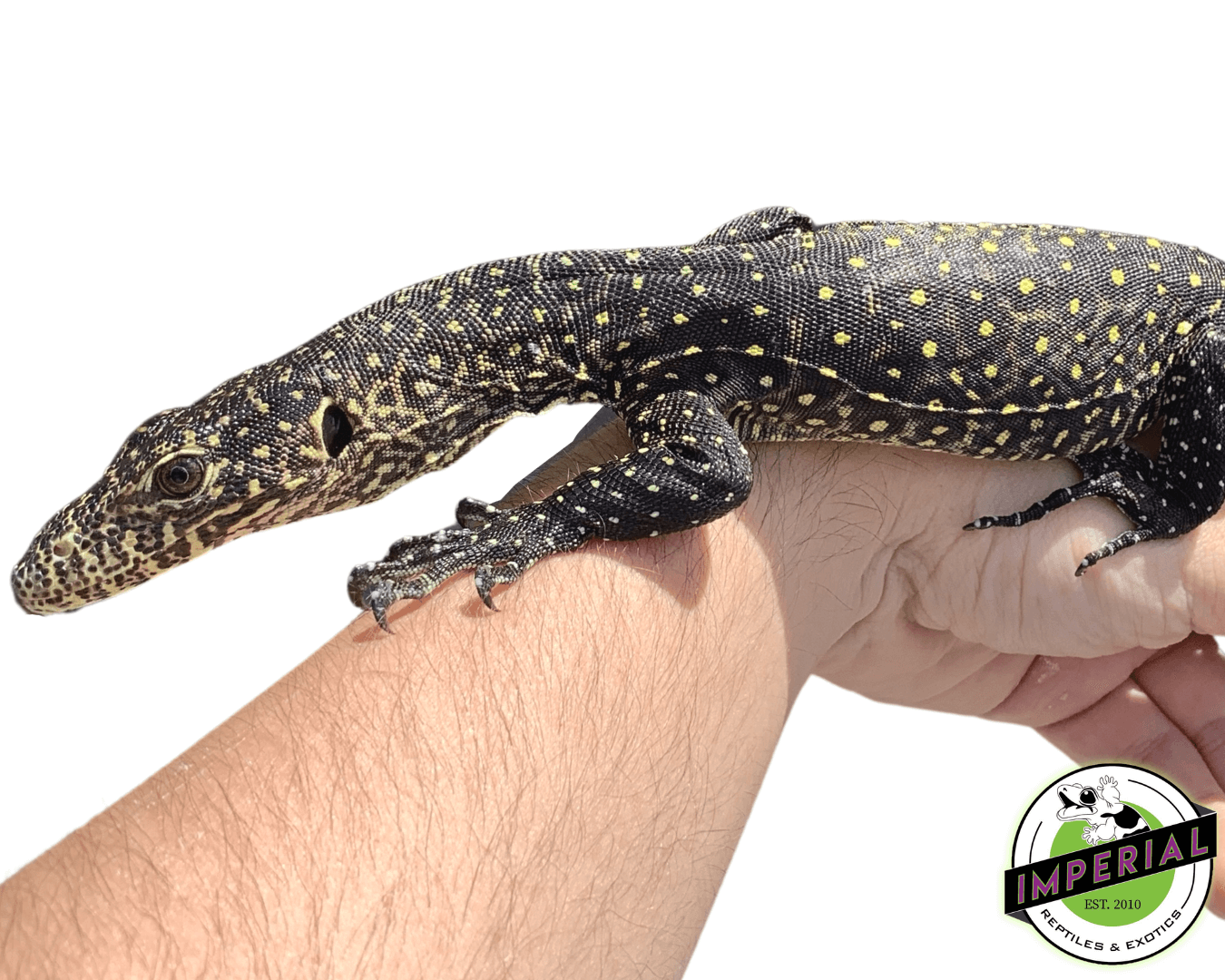 Blue Tail Monitor