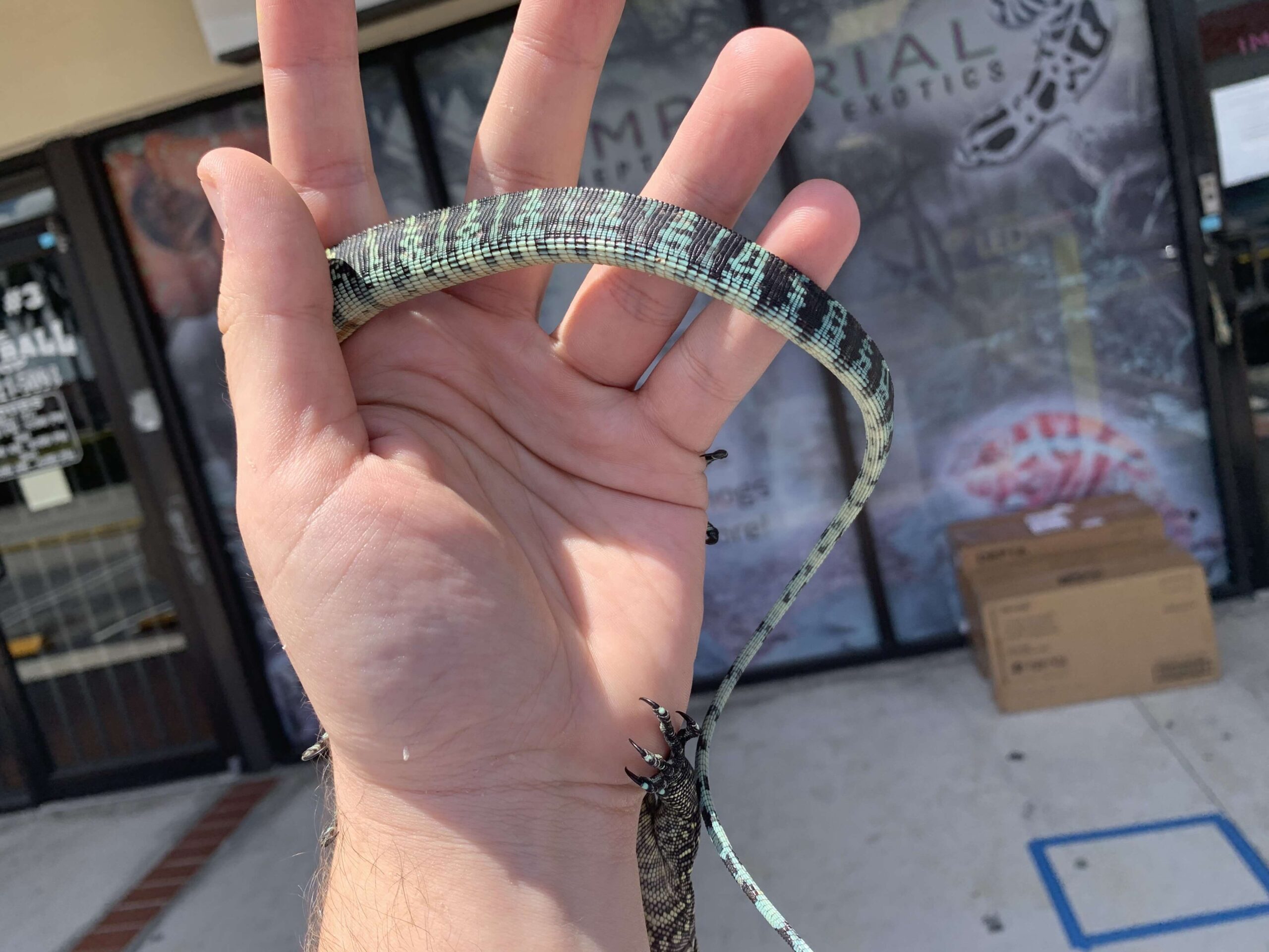 Blue Tail Monitor — image 3