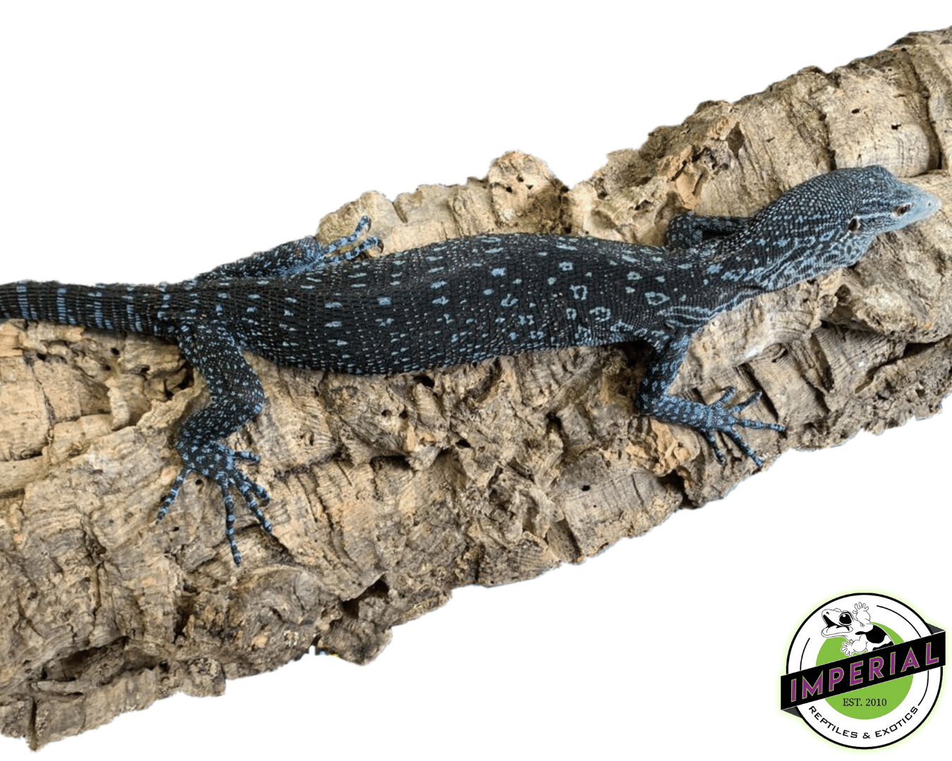 Blue Tree Monitor — image 3