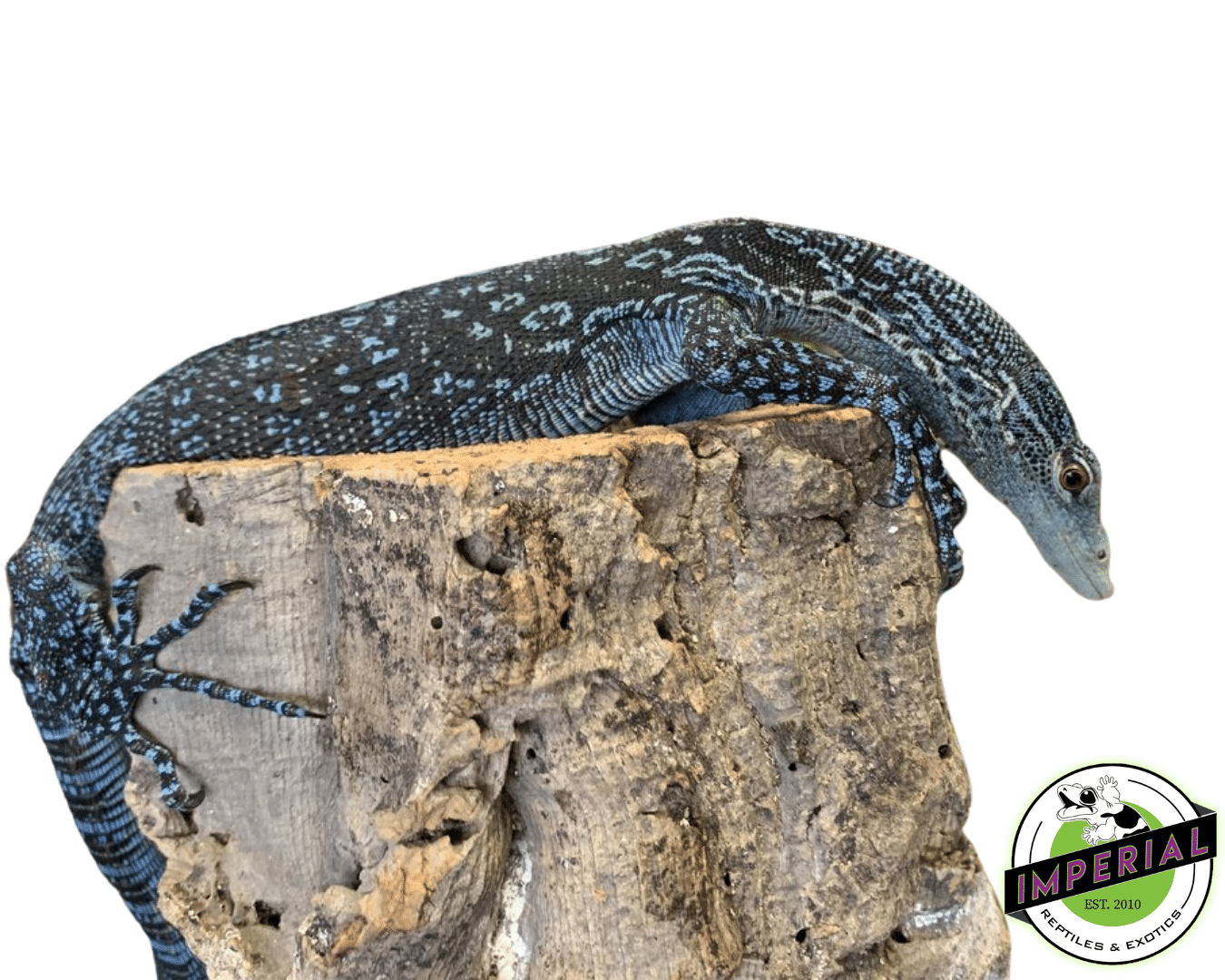 Blue Tree Monitor — image 2