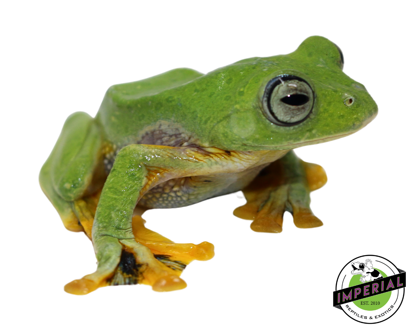 Blue Webbed Gliding Tree Frog — image 2