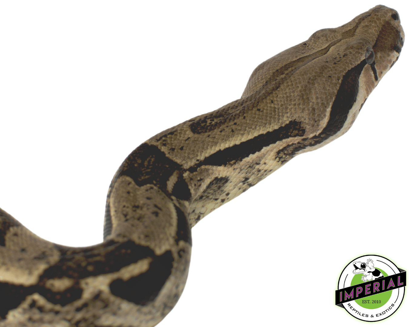 Boa Constrictor Adult — image 2